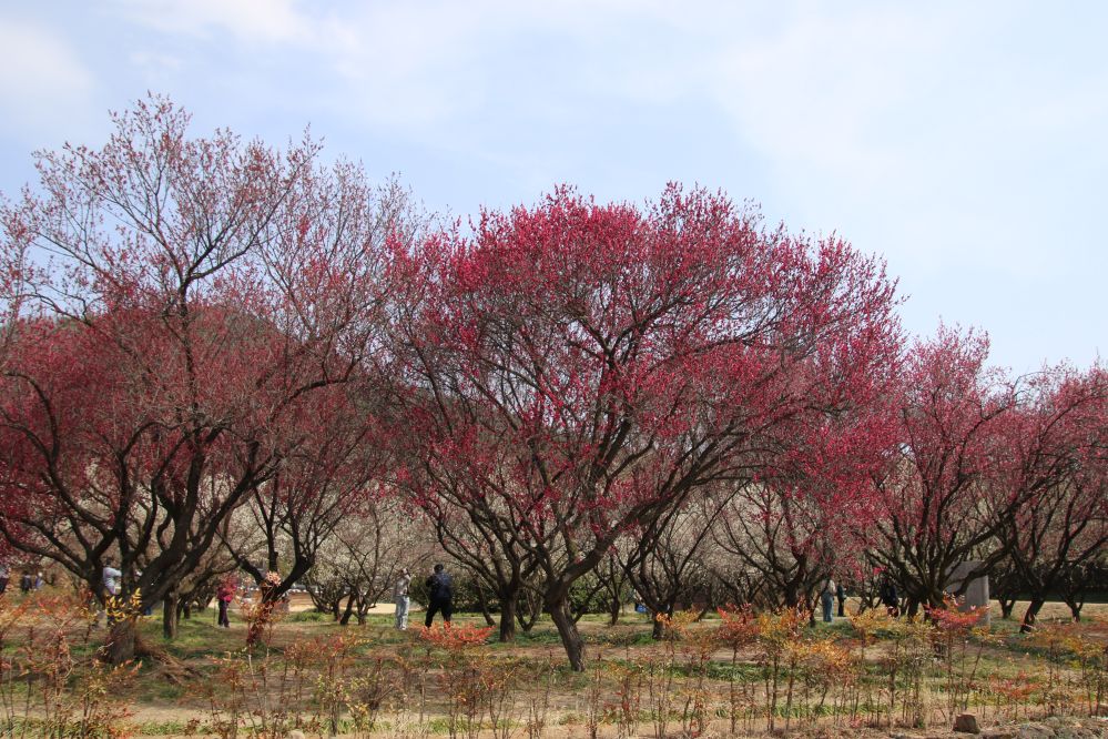 세거지의 홍매화1...JPG