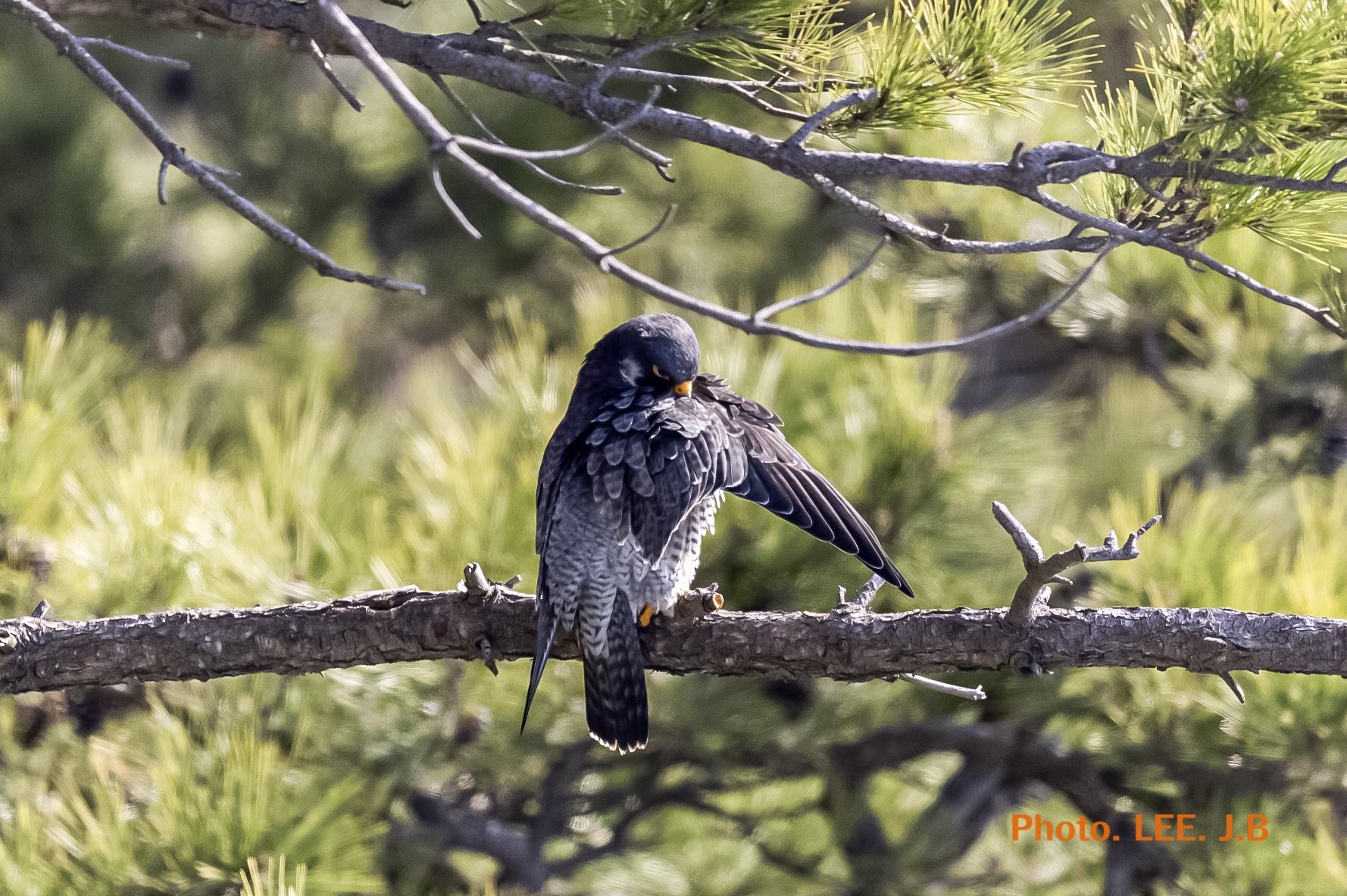 20250322-태종대유1JPG (24).JPG