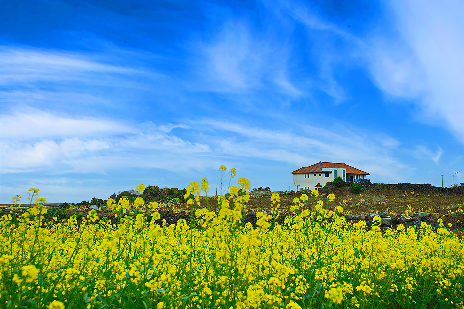 봄을 노래하다.jpg