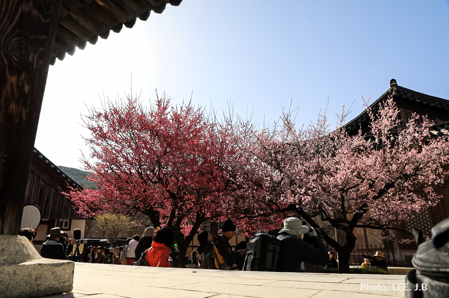 20250314-통도사 (28).JPG