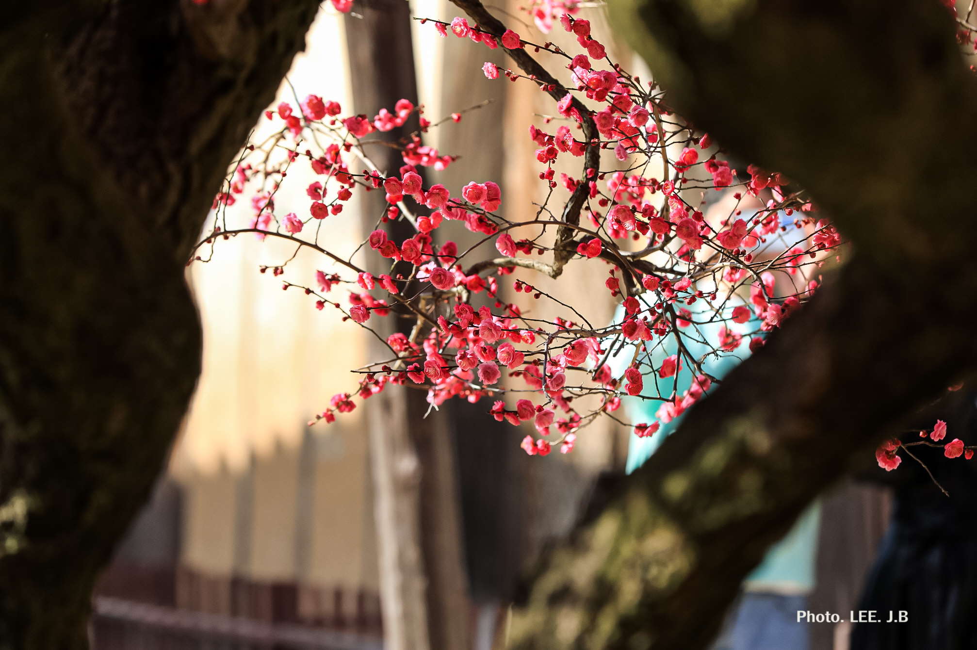 20250314-통도사 (5).JPG