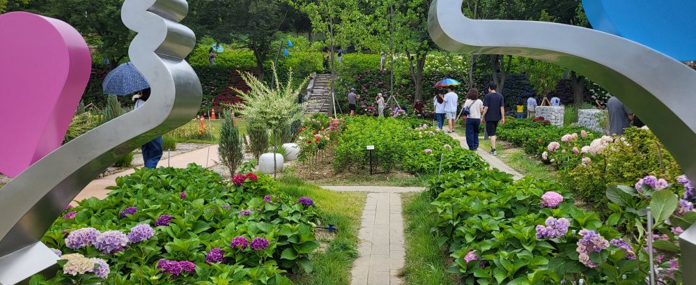 다온숲의 수국1...jpg