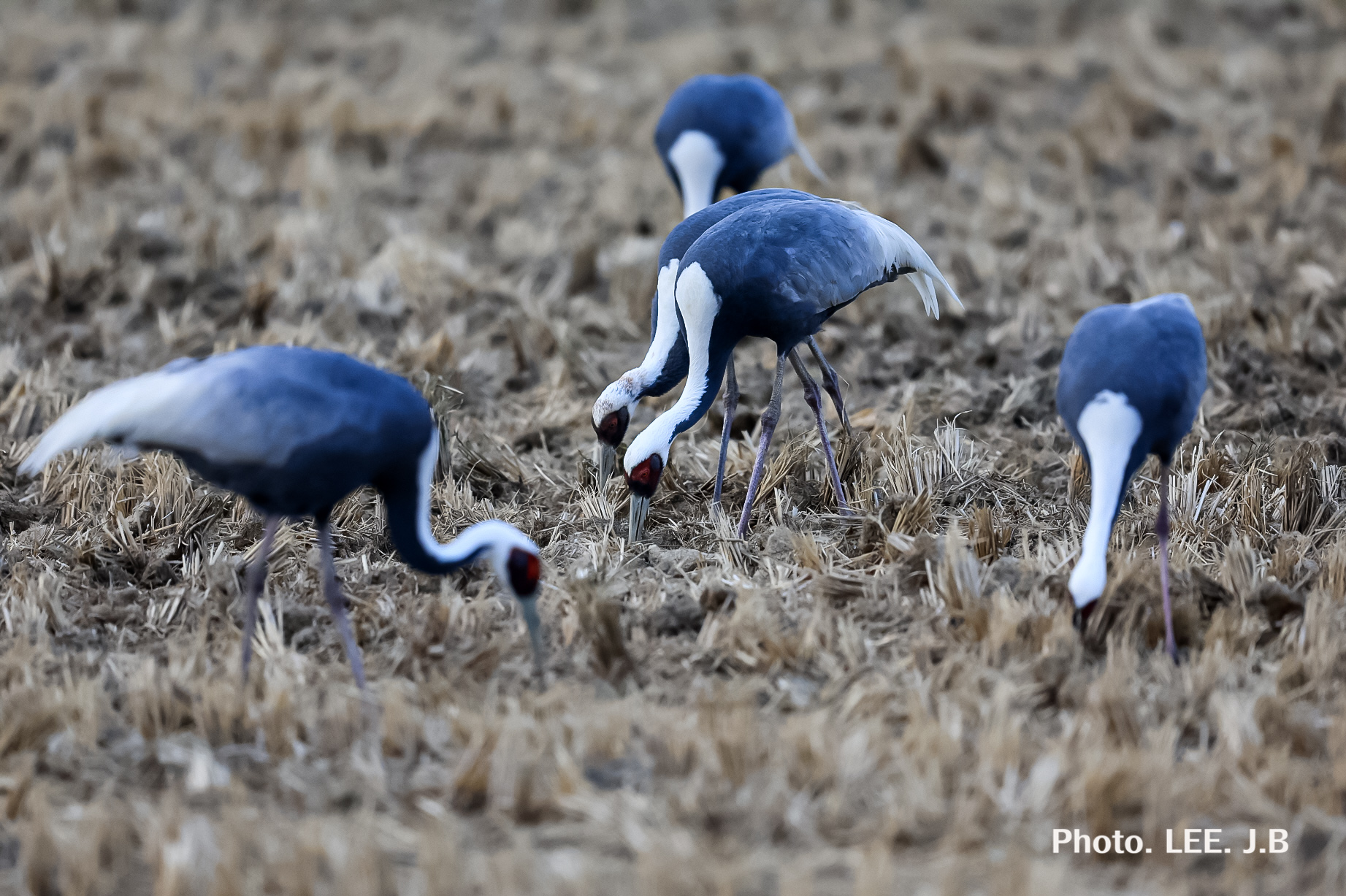 20250225-주남저수지 (97).JPG