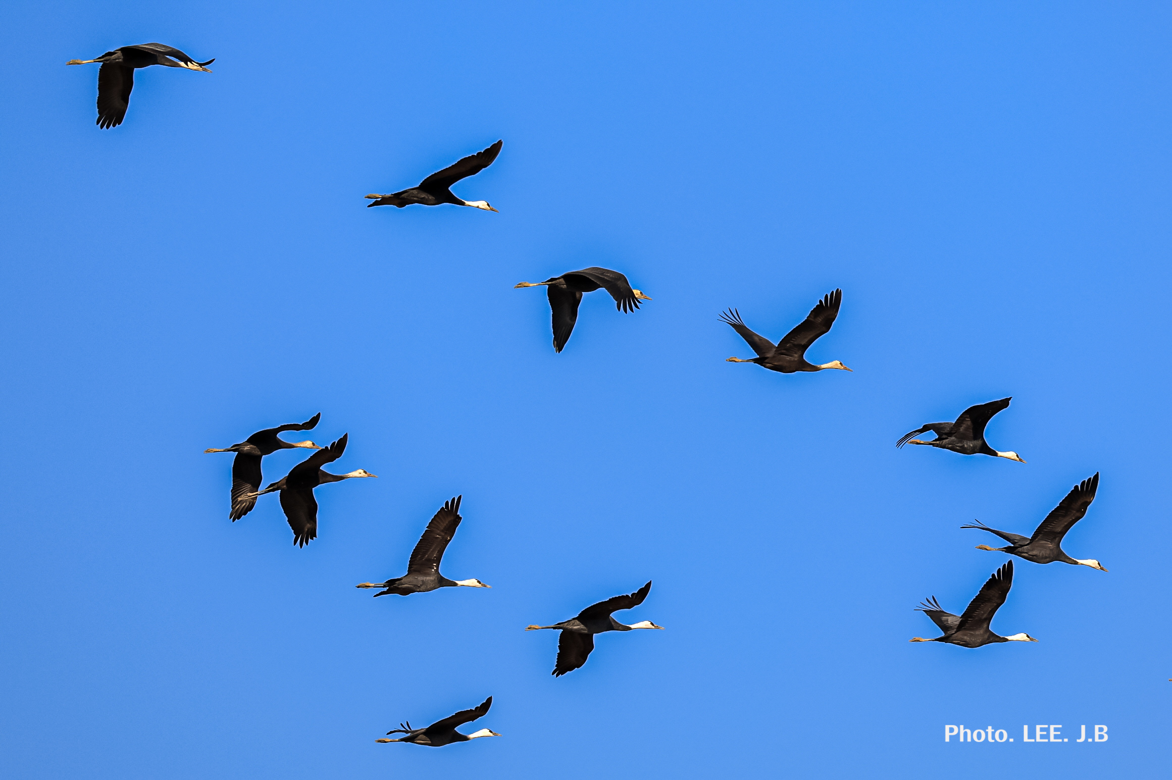 20250228-주남저수지 (33).JPG