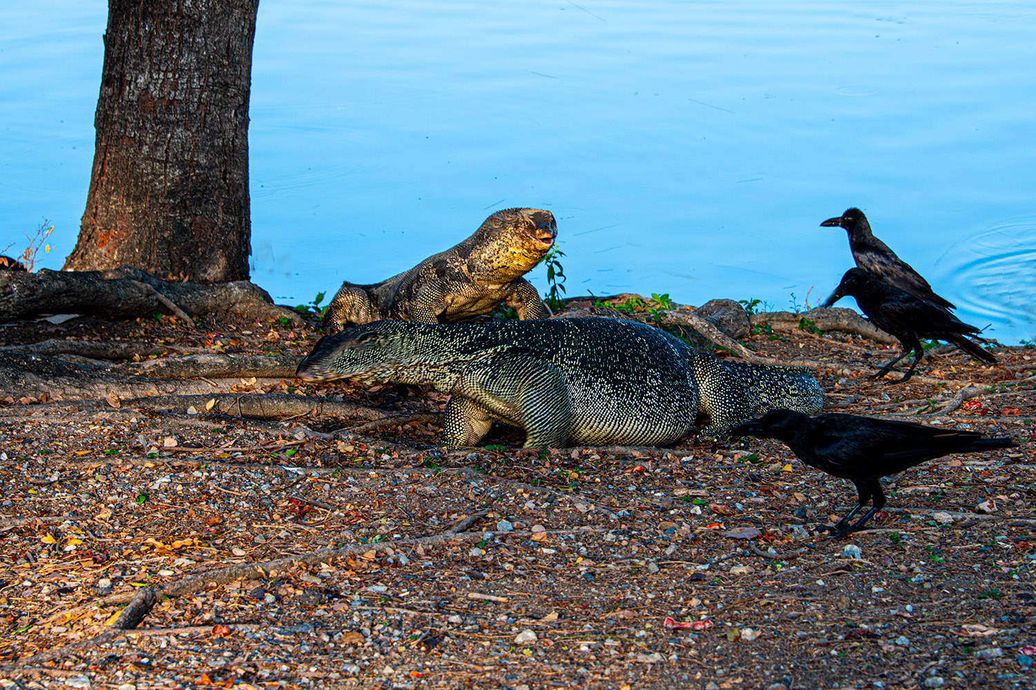 물왕도마뱀 (2).jpg