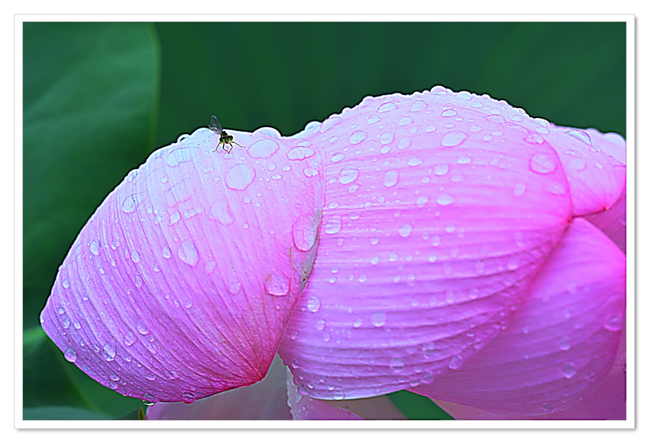 DSC_1006 - 복사본.JPG