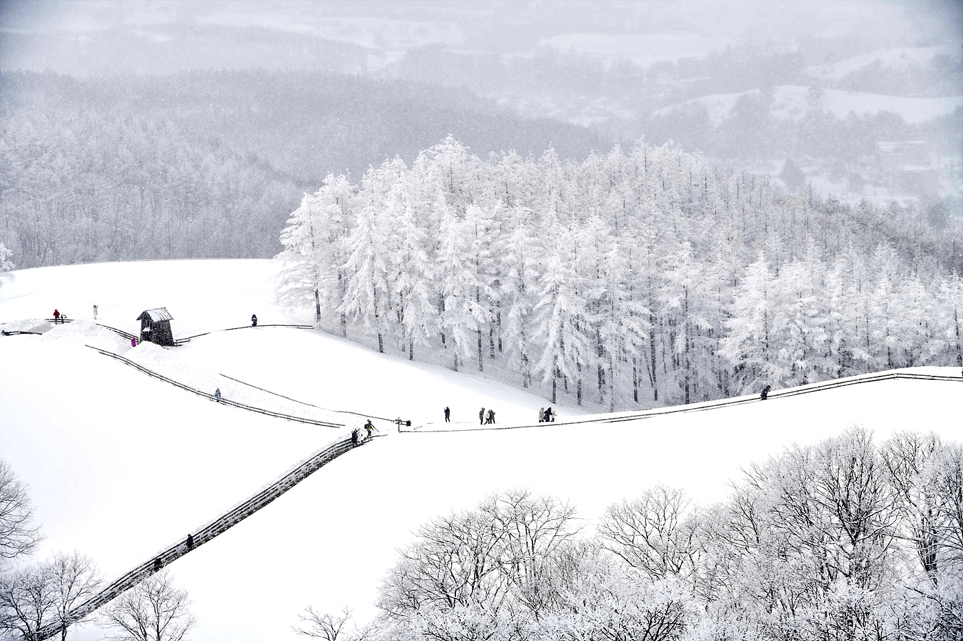 20250306 대관령양떼목장_0362_view-pw+CR.jpg