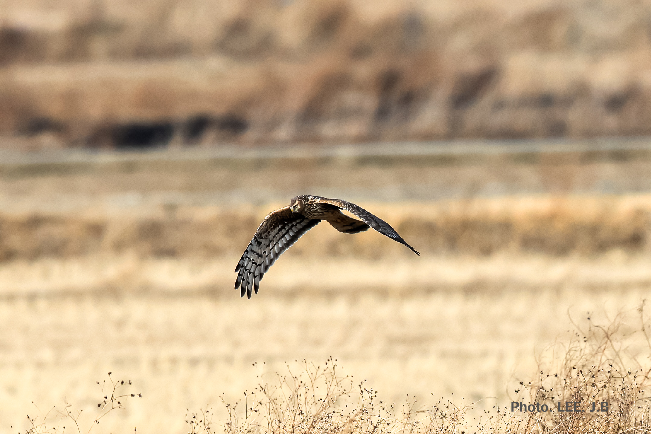 20250225-주남저수지 (63).JPG