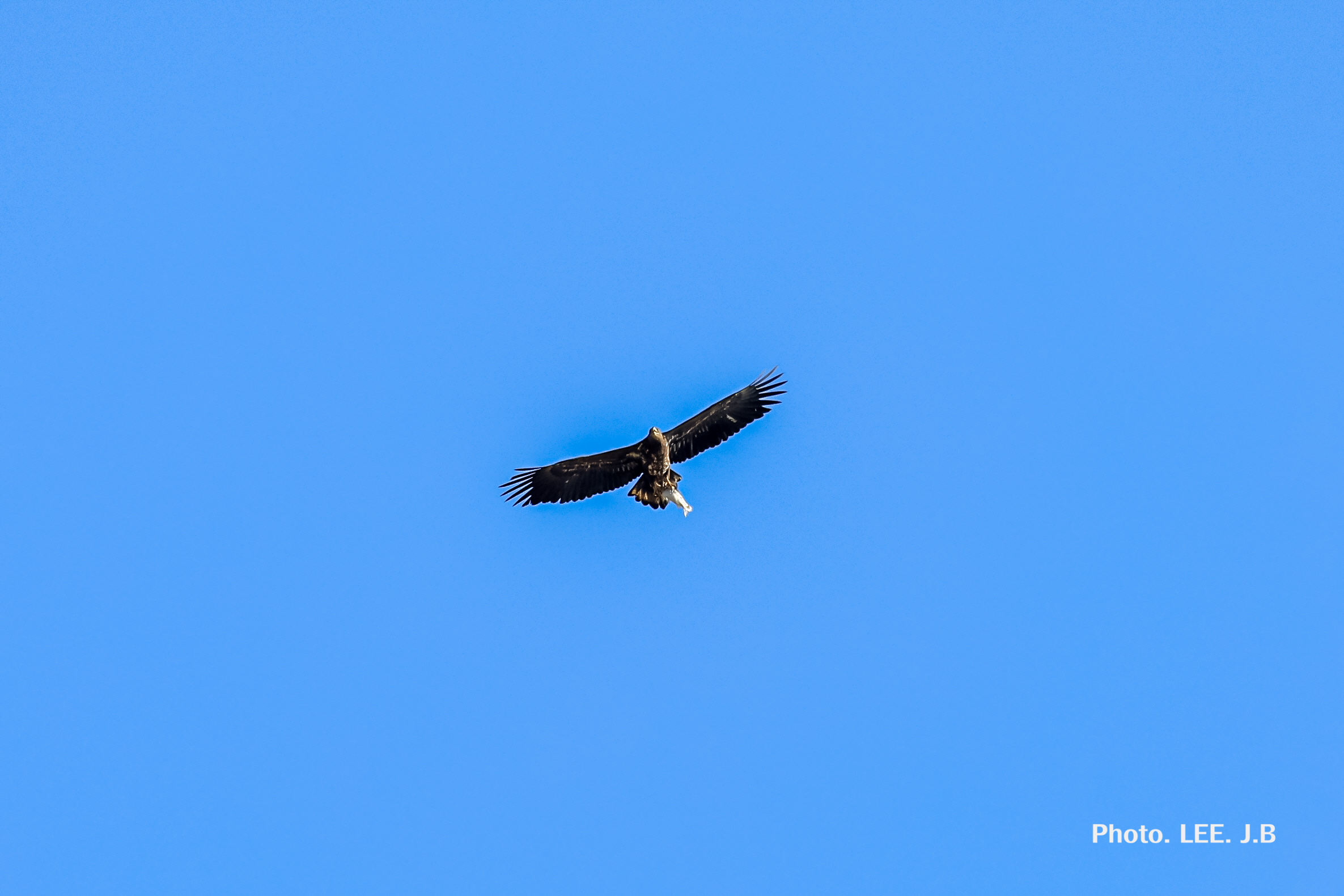 20250228-주남저수지 (1).JPG