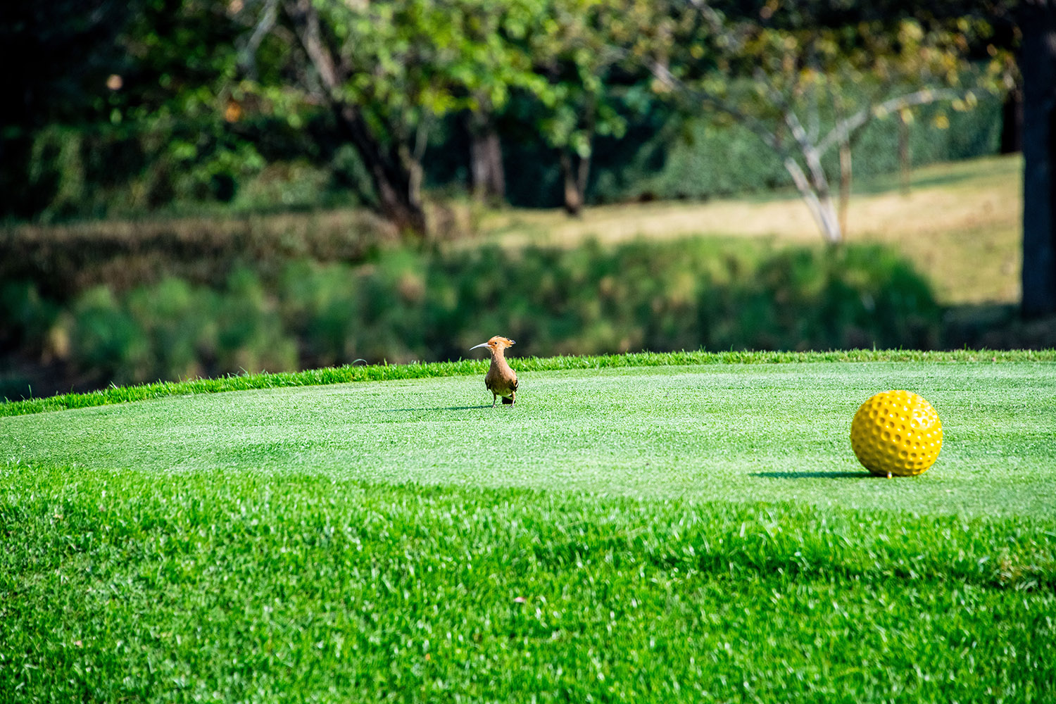 후투티와 골프공.jpg