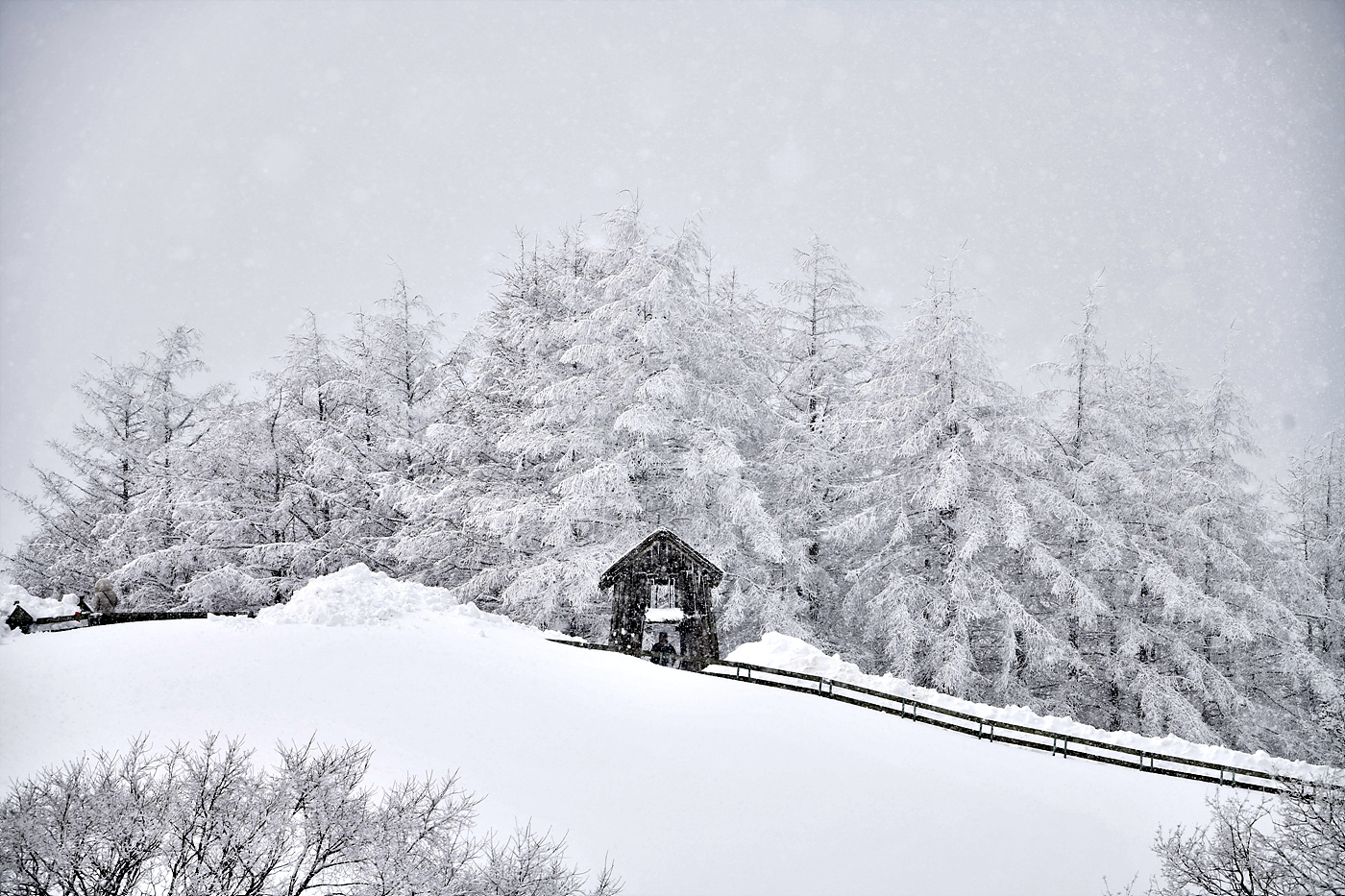 20250306 대관령양떼목장_0552_view-pw+CR.jpg