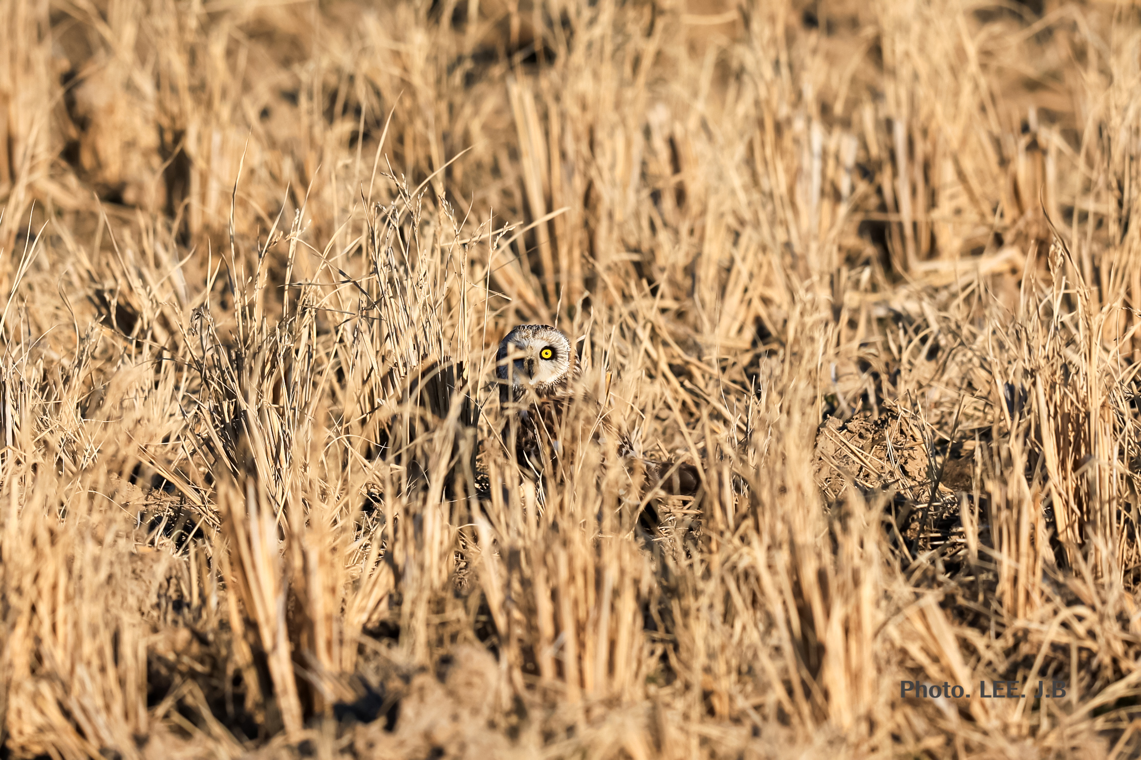 20250228-주남저수지 (65).JPG