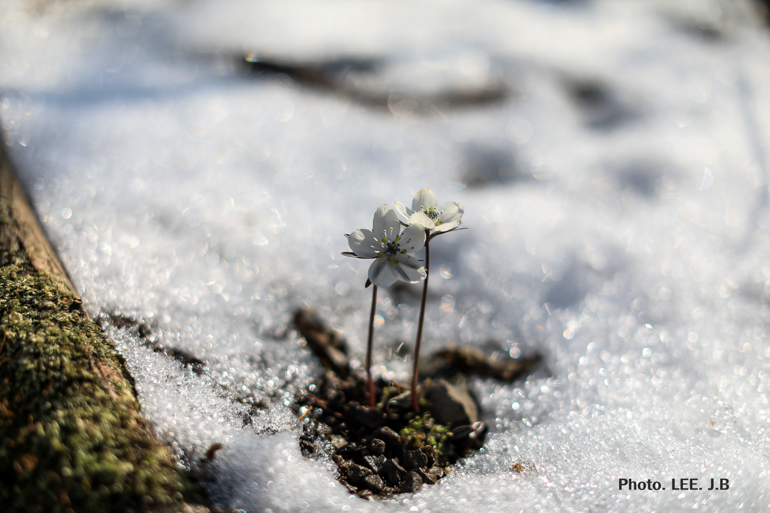 20250309-남도에서 (1).JPG