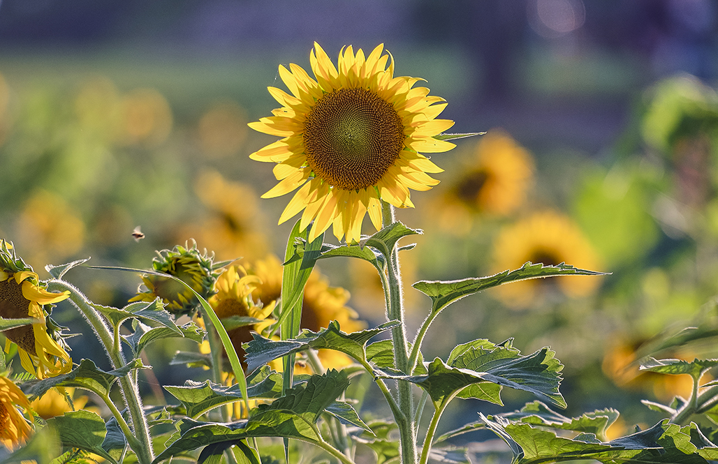 777호루고성jpg 복사.jpg