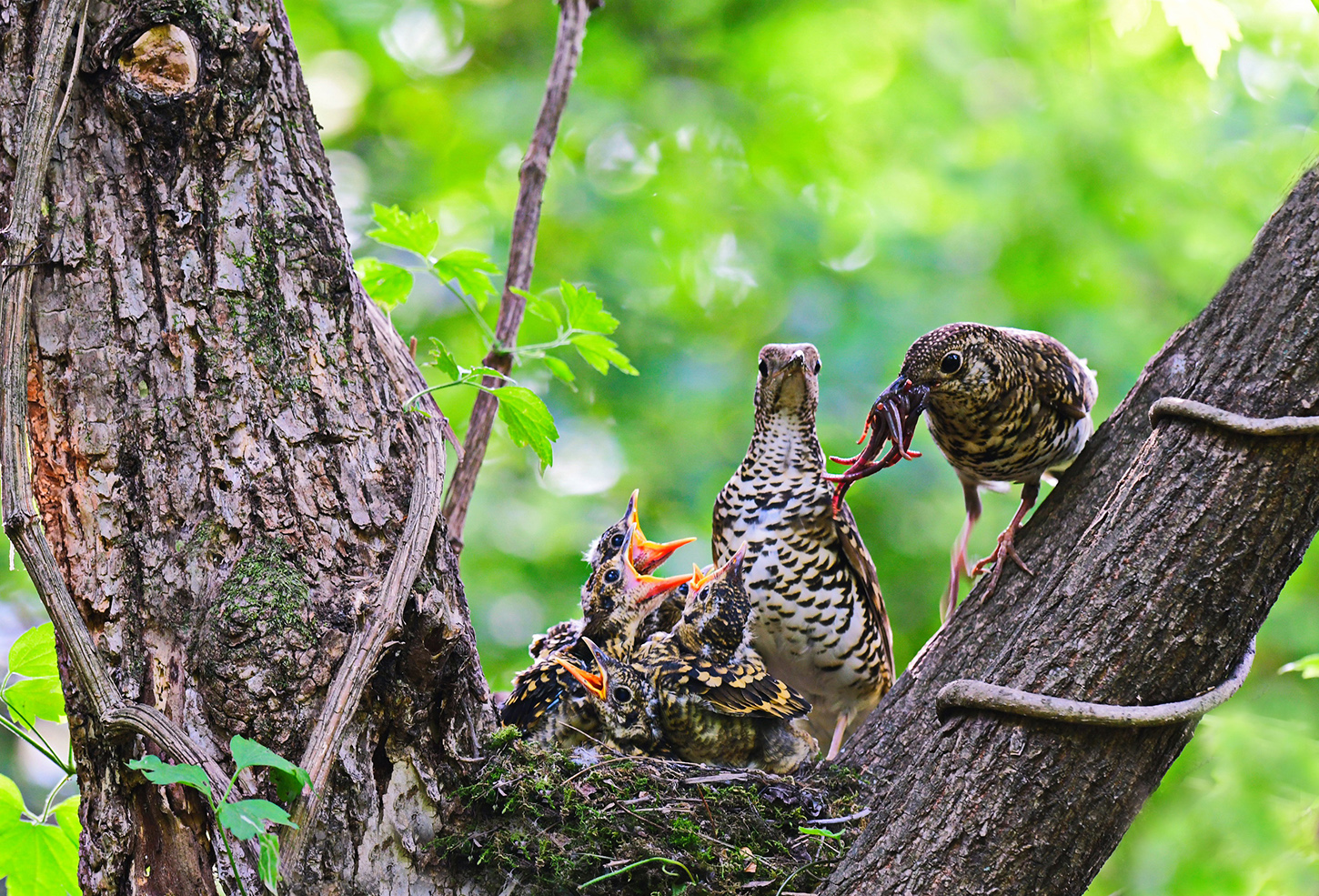 호랑지빠귀 육추.jpg