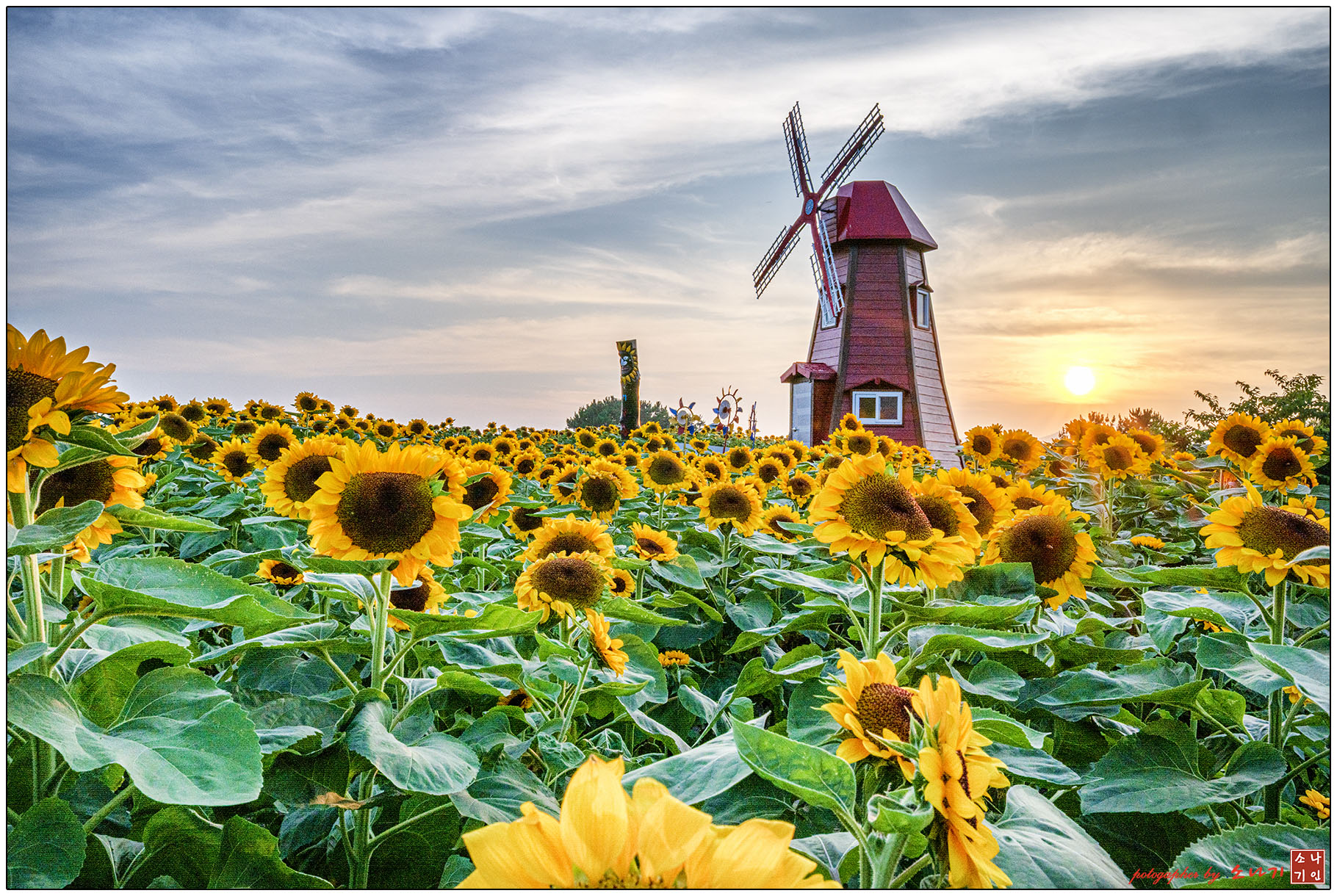 해바라기-1 복사.jpg