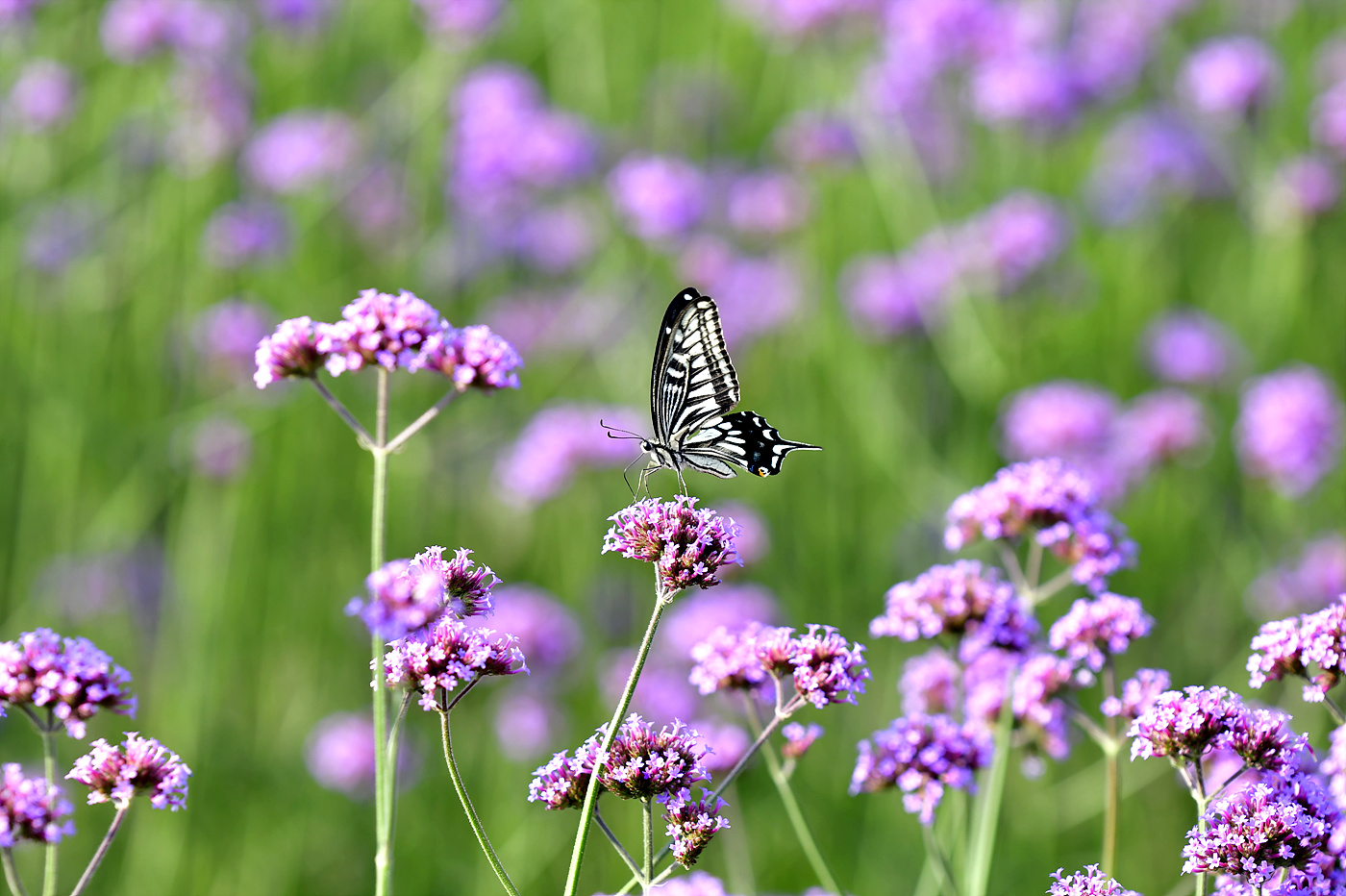 20250617 하니라벤다팜_0230_view-pw.jpg