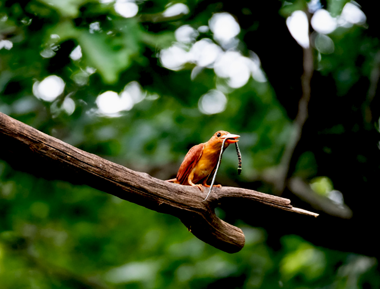 뱀잡는 호반새.jpg