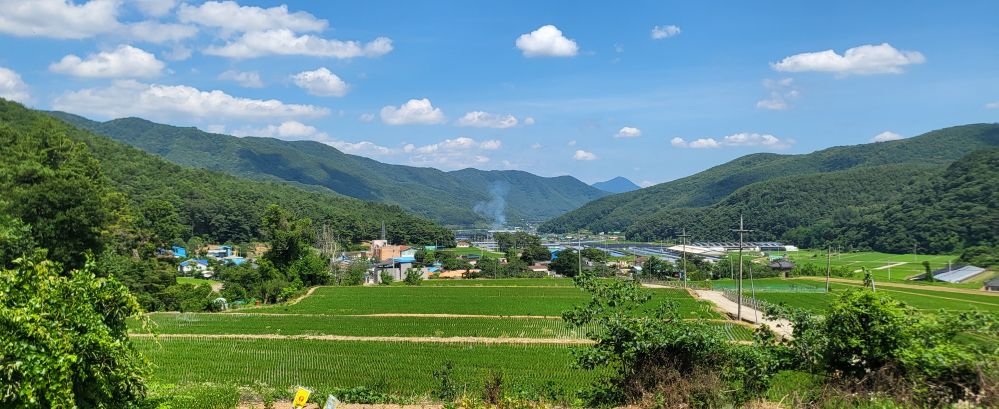 녹색의 시골여름3...jpg