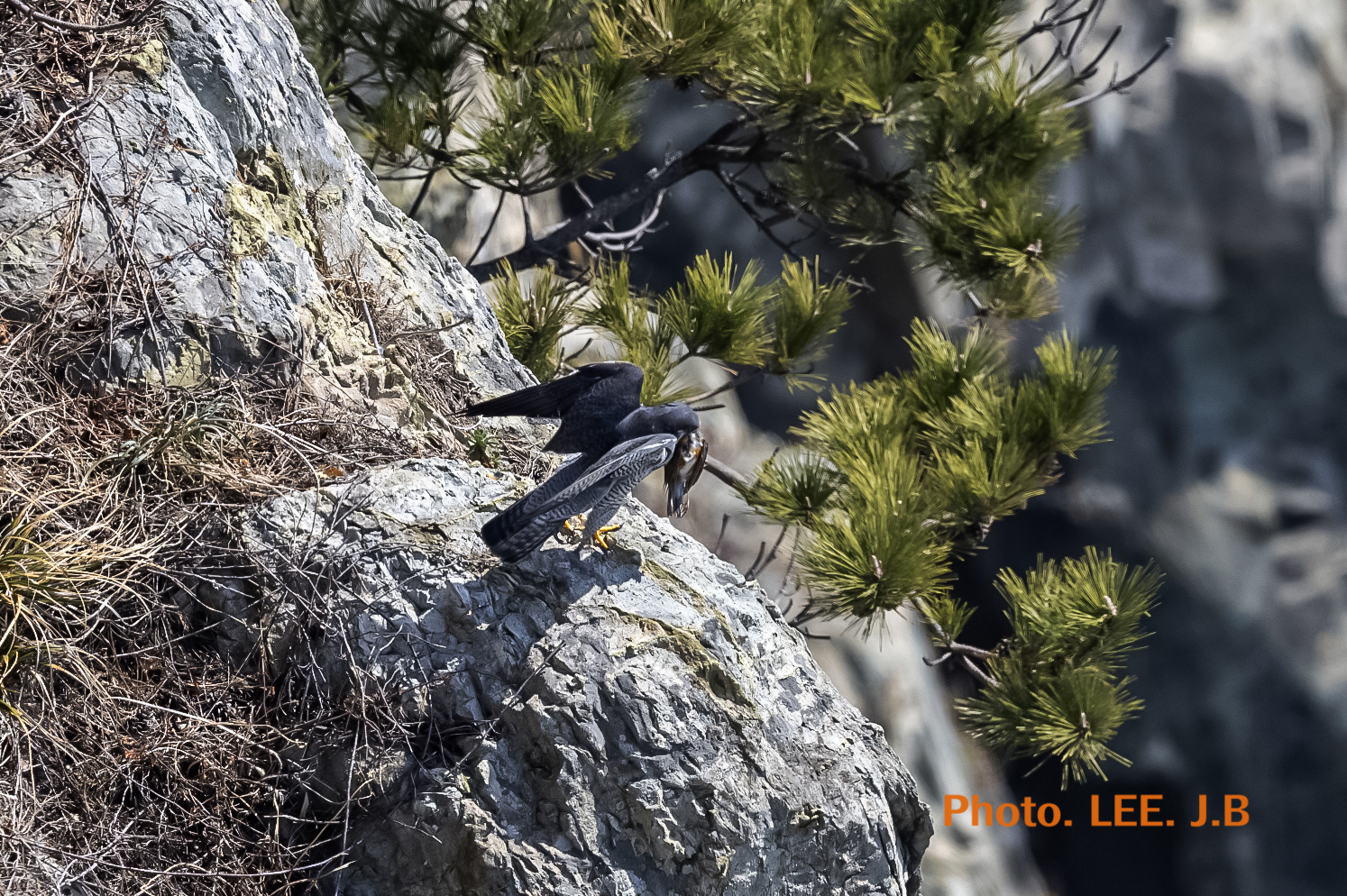 20250322-태종대유1JPG (36).JPG