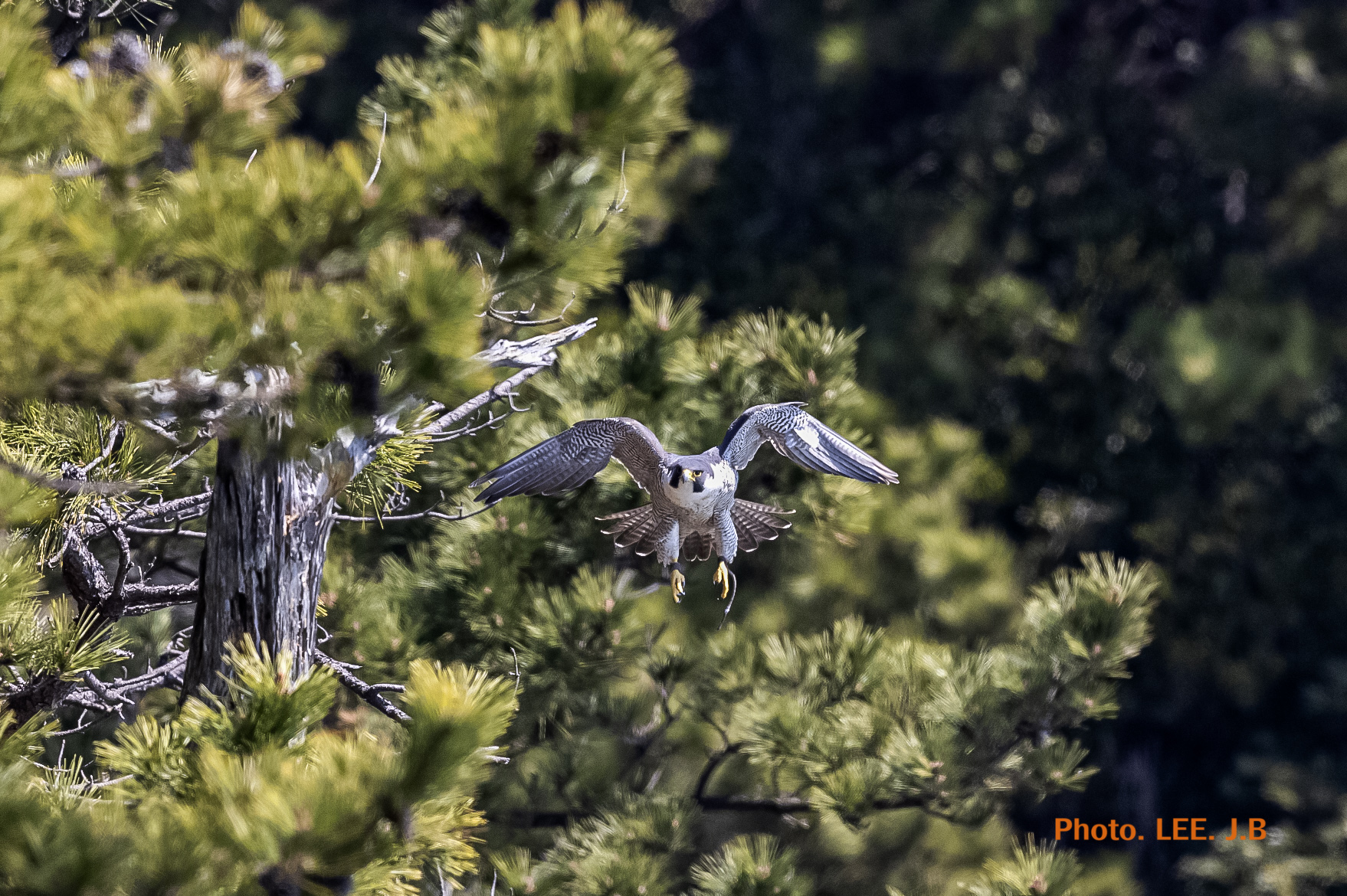 20250322-태종대유1JPG (100).JPG