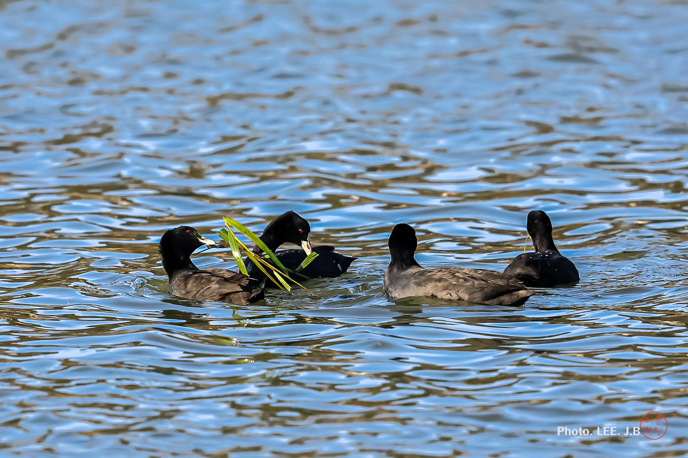 20241112-형산강에 (115).JPG