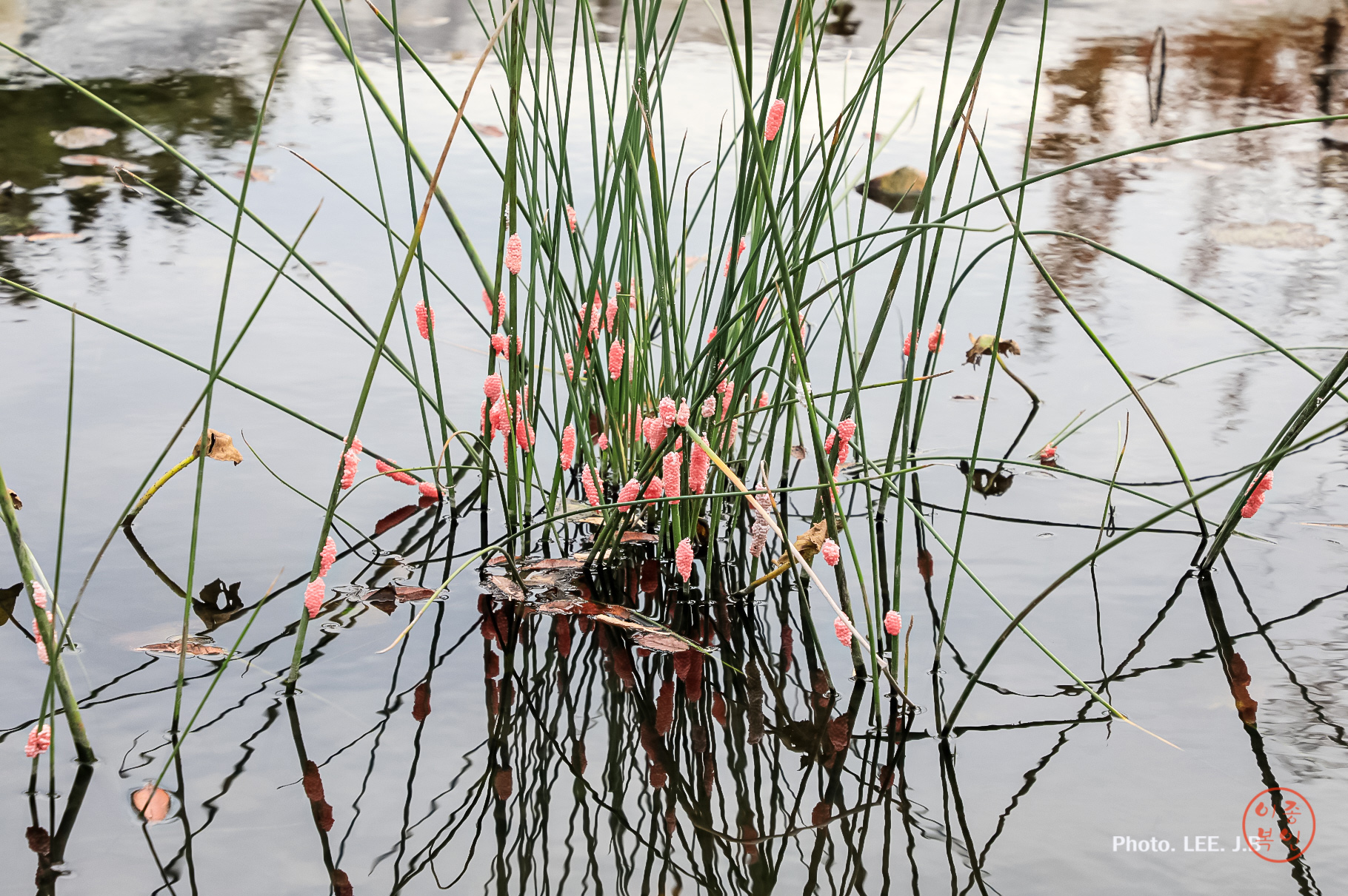 20241117-낙안읍성 (46).JPG