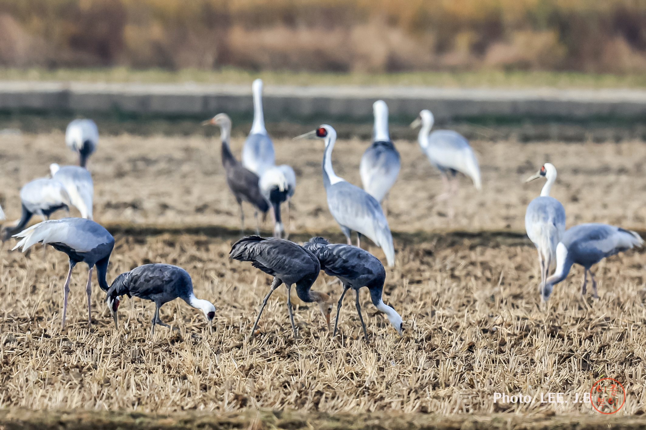 20241123-주남저수지 (107).JPG