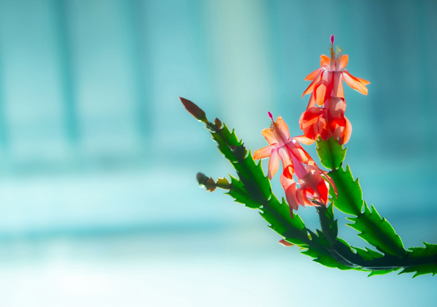 계발선인장꽃 (2).jpg