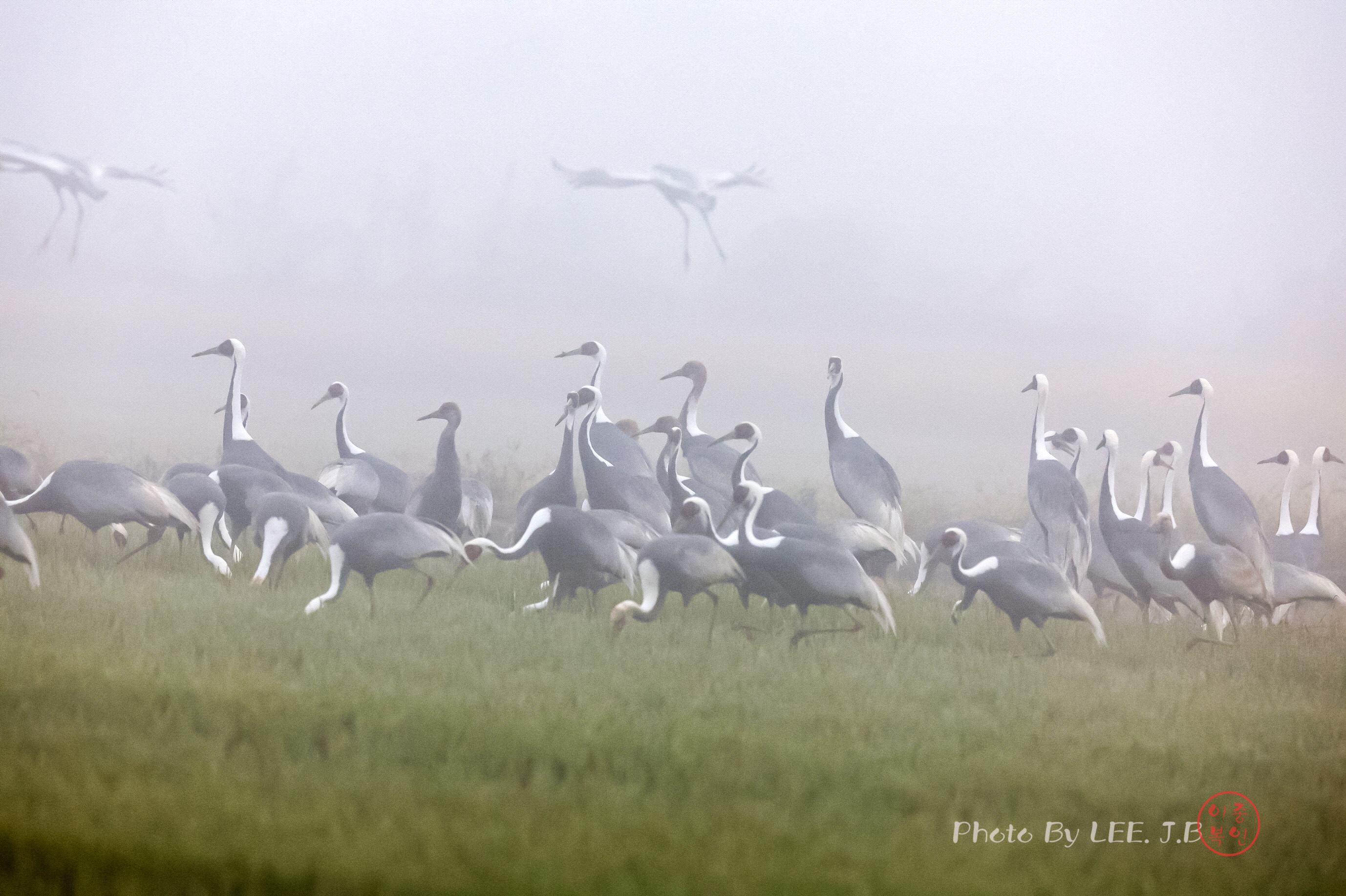 20241109-주남저수지 (65).JPG