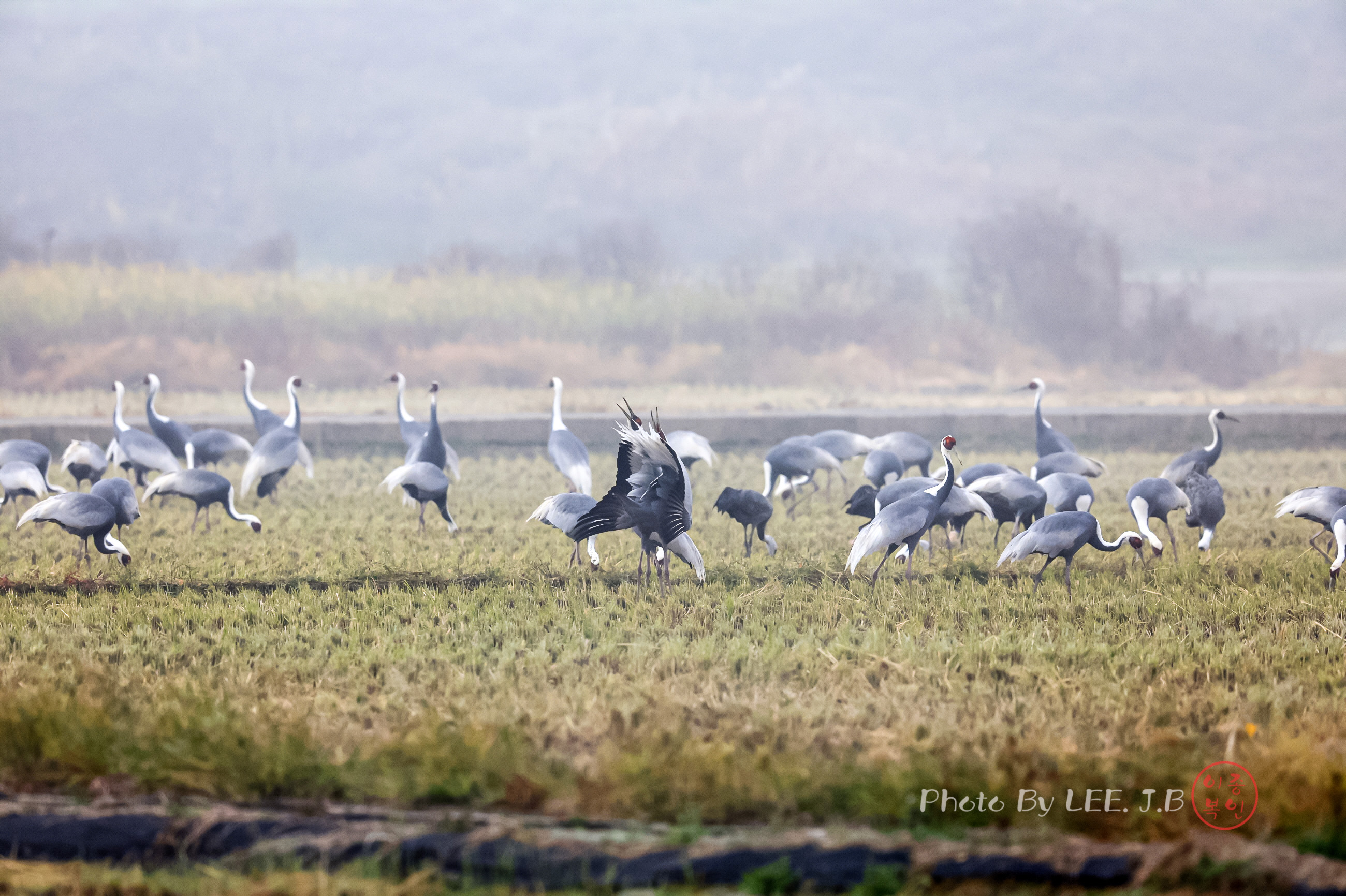 20241109-주남저수지 (89).JPG