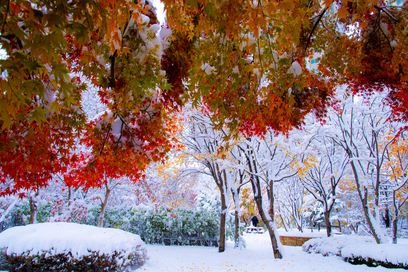 아파트의 첫눈 copy.jpg