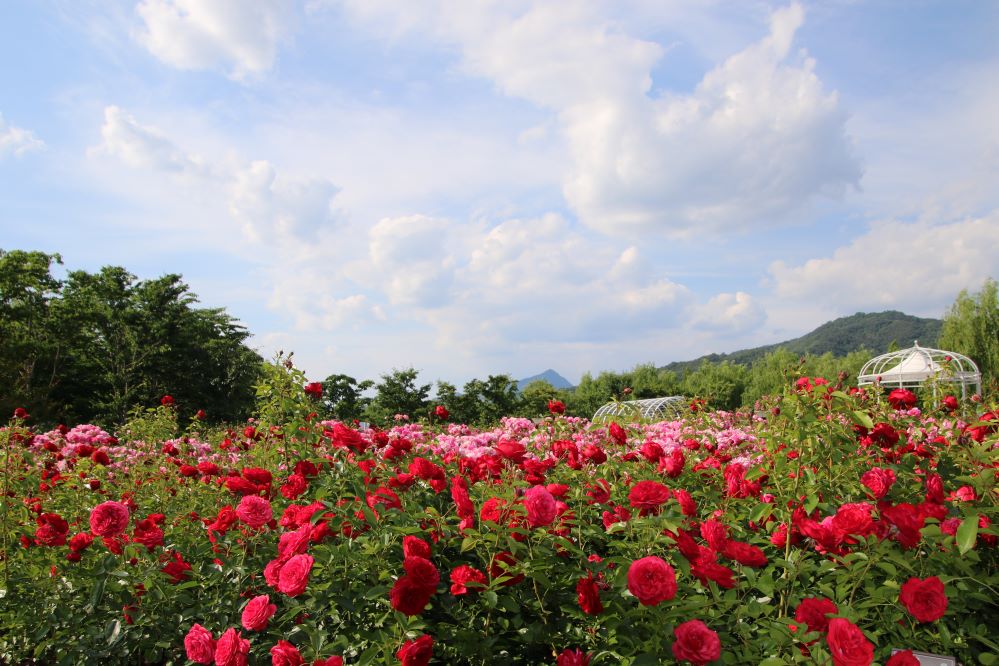 잠미와 구름7...jpg