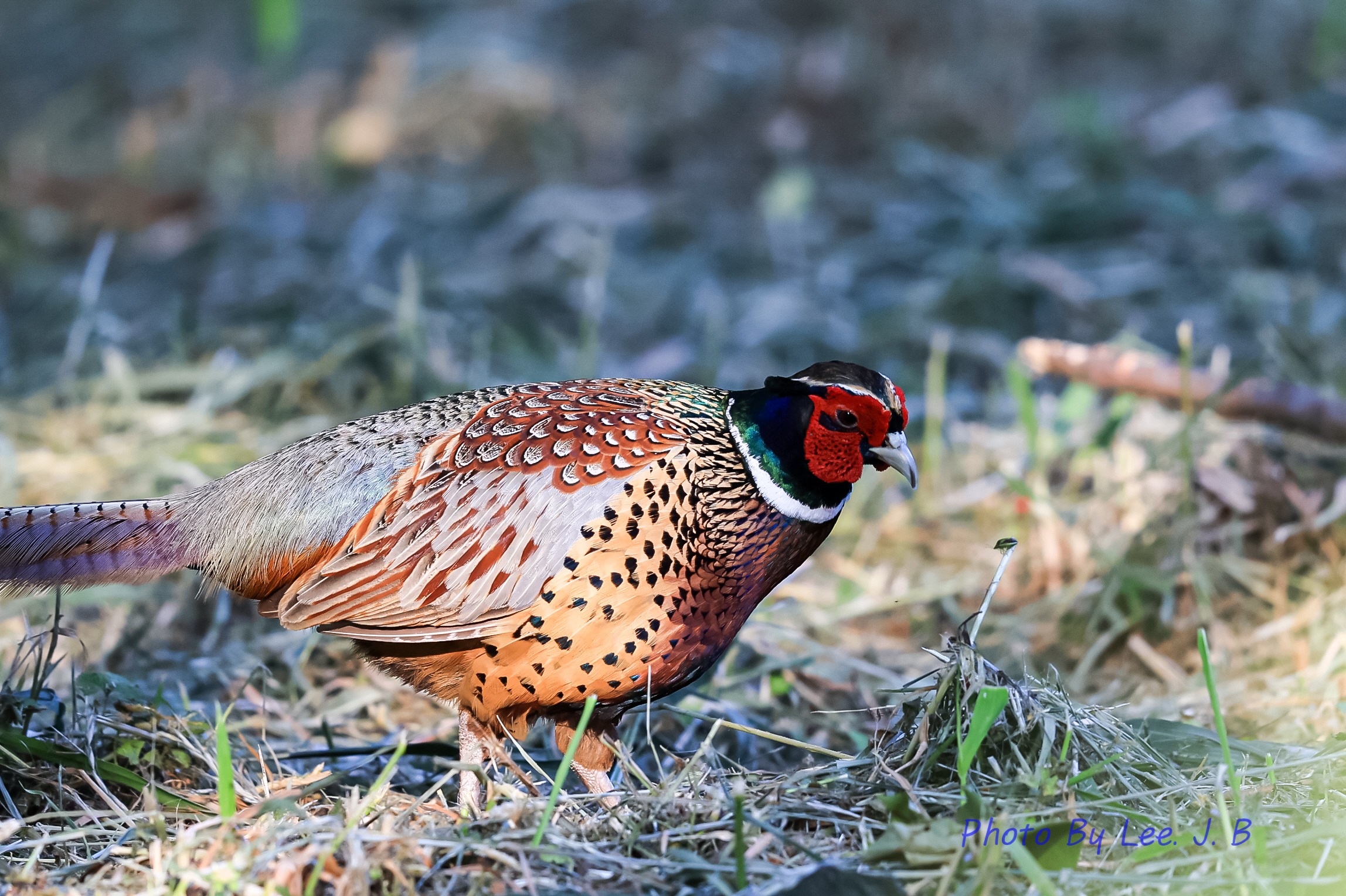 20240603-태화강숲 (1).JPG