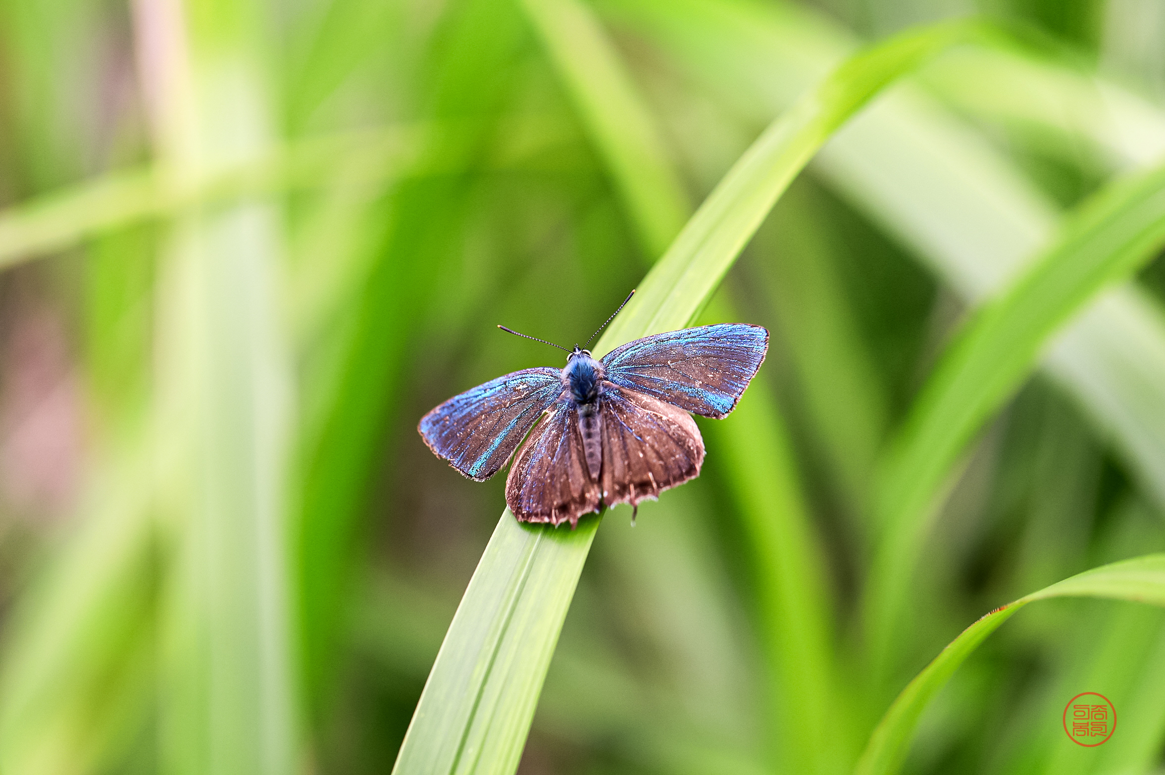 20240625-무제치늪 (15).JPG