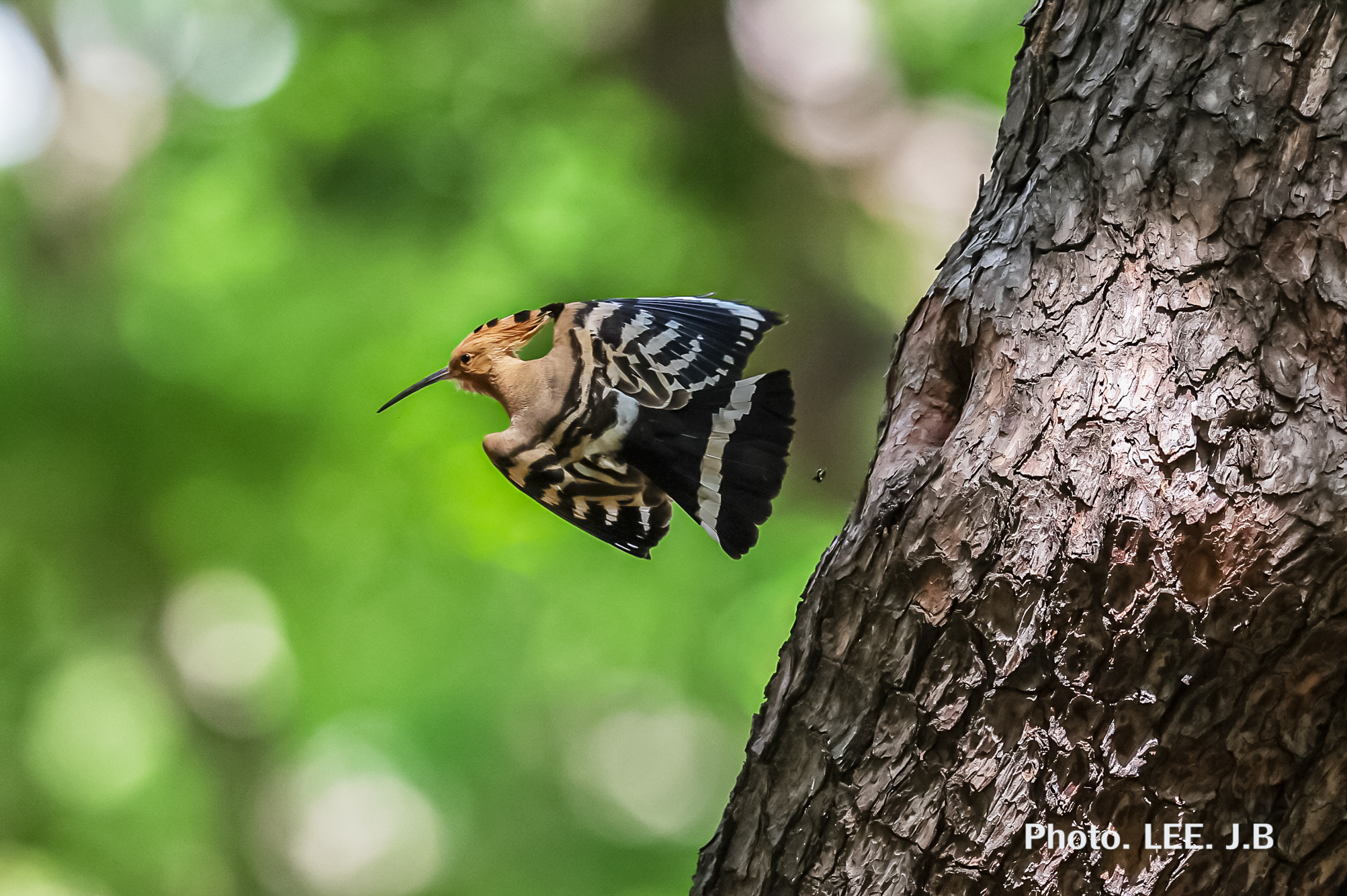 20250505-황성공원 (9).JPG