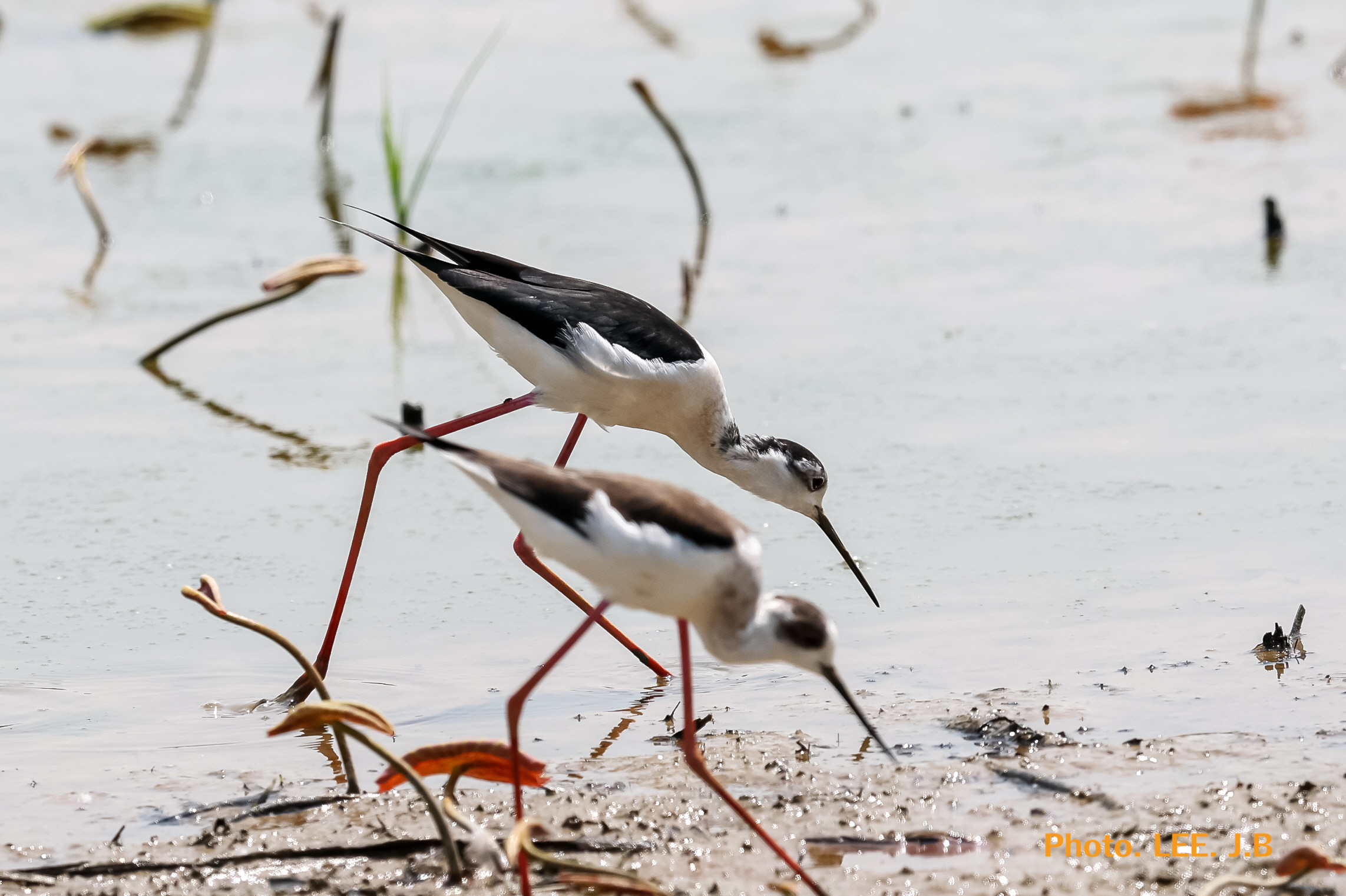 20250421-주남저수지 (11).JPG