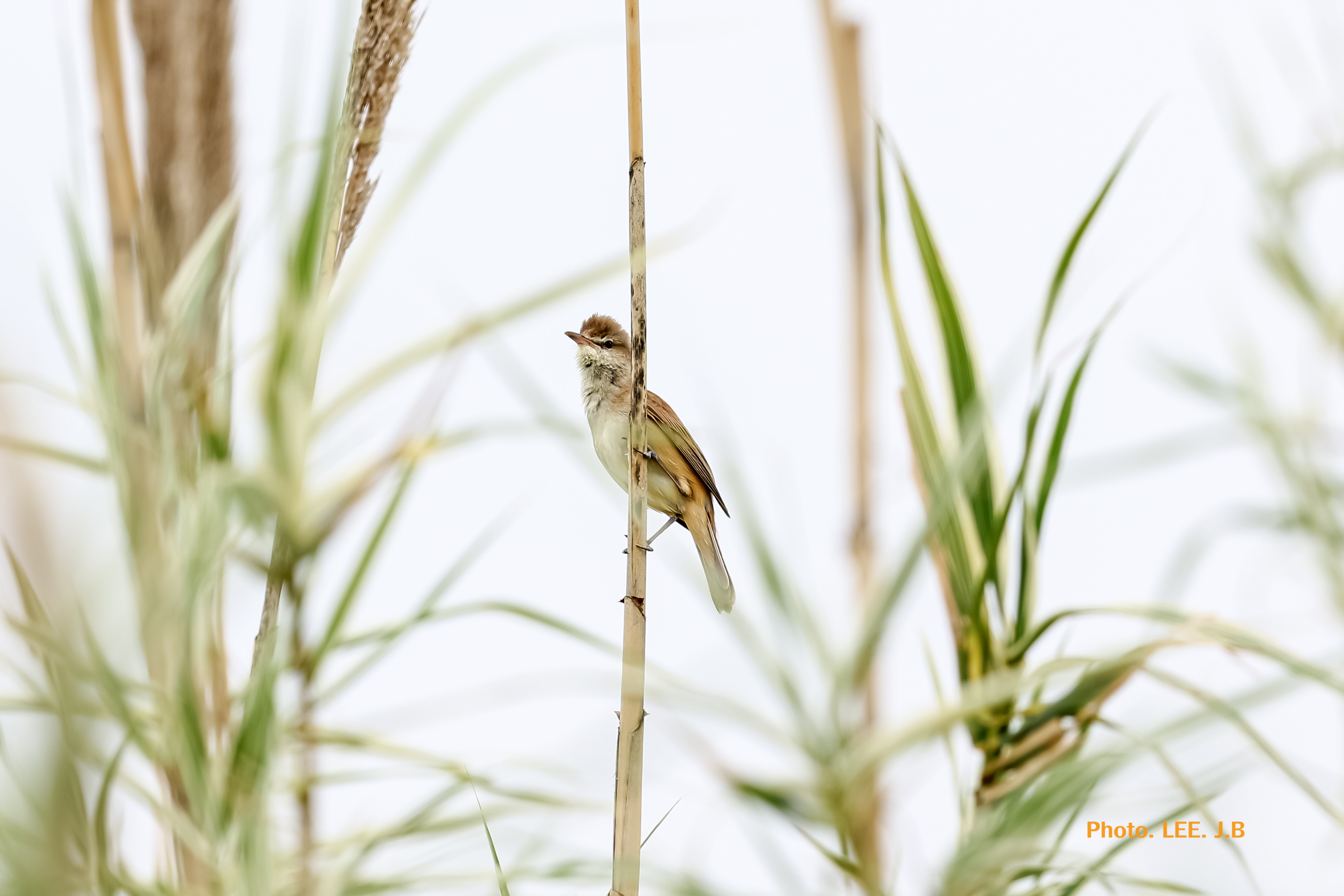 20250511-주남저수지1 (1).JPG