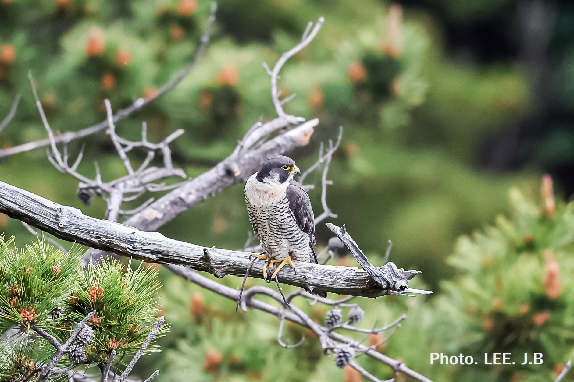 20250506-태종전망대 (32).JPG