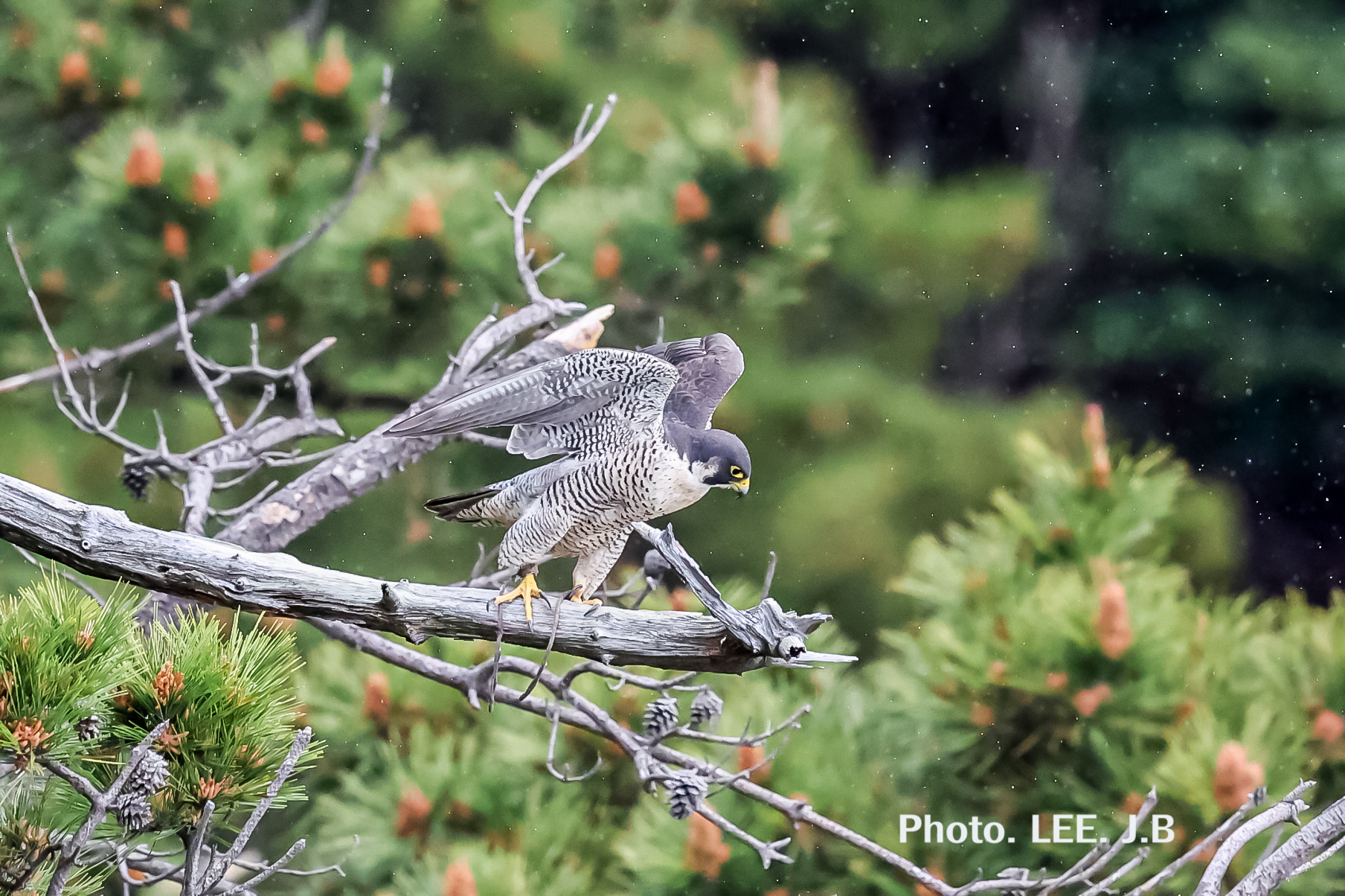 20250506-태종전망대 (39).JPG