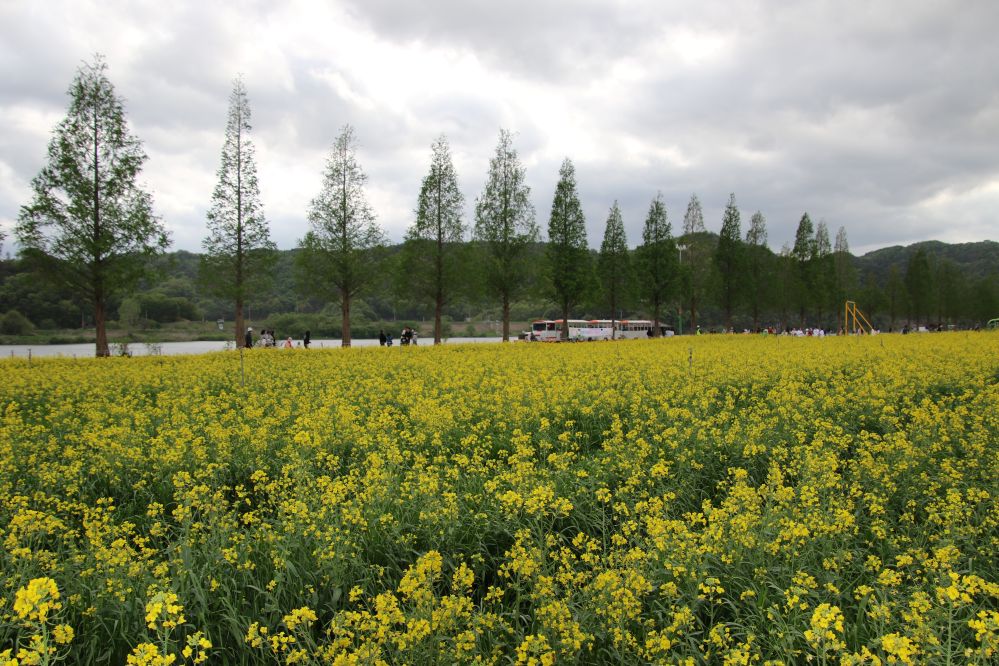 남지의 유채꽃 축제4...JPG