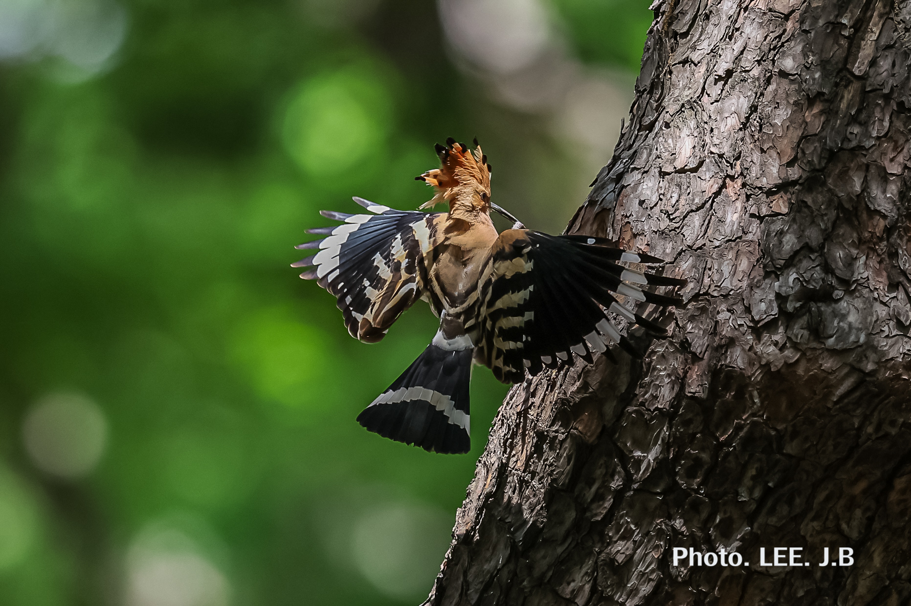 20250505-황성공원 (14).JPG