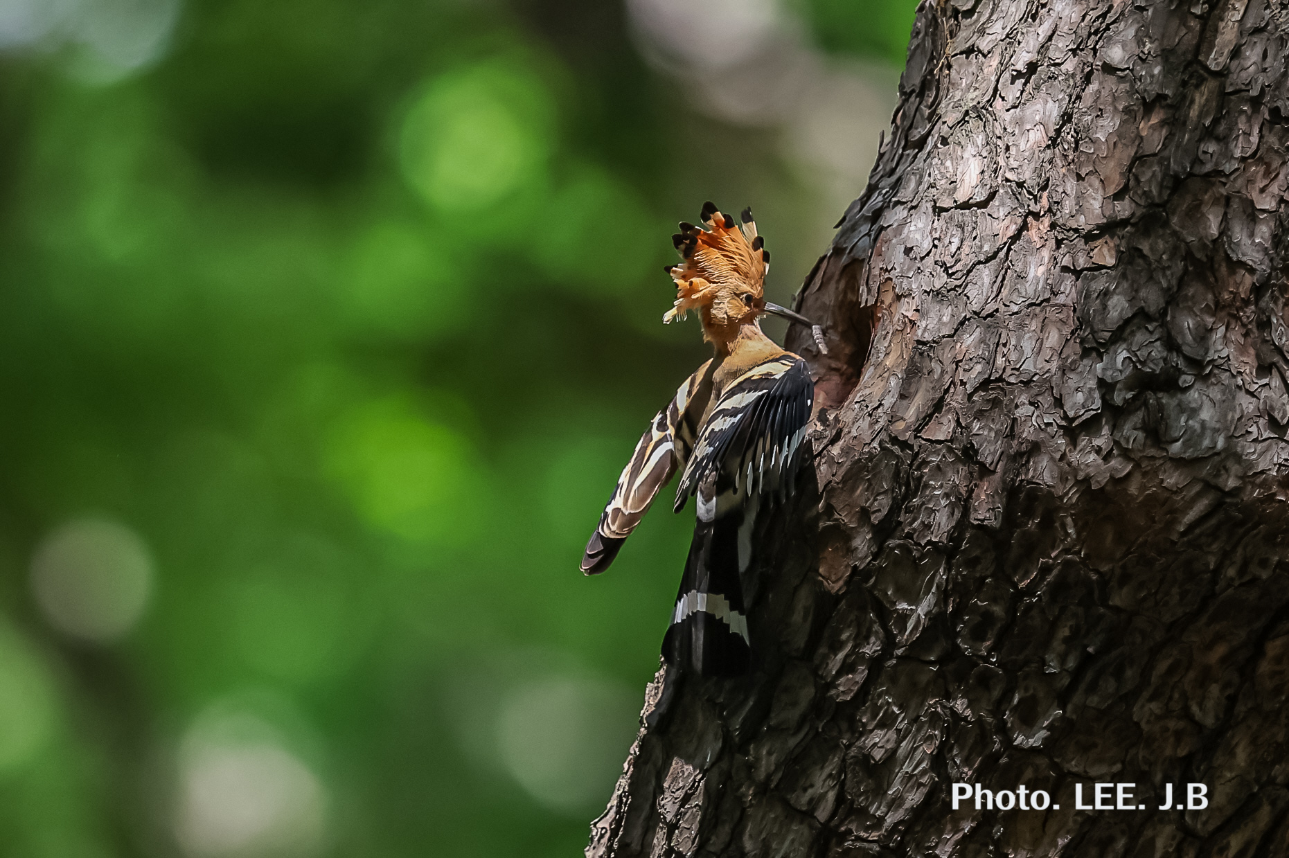 20250505-황성공원 (15).JPG