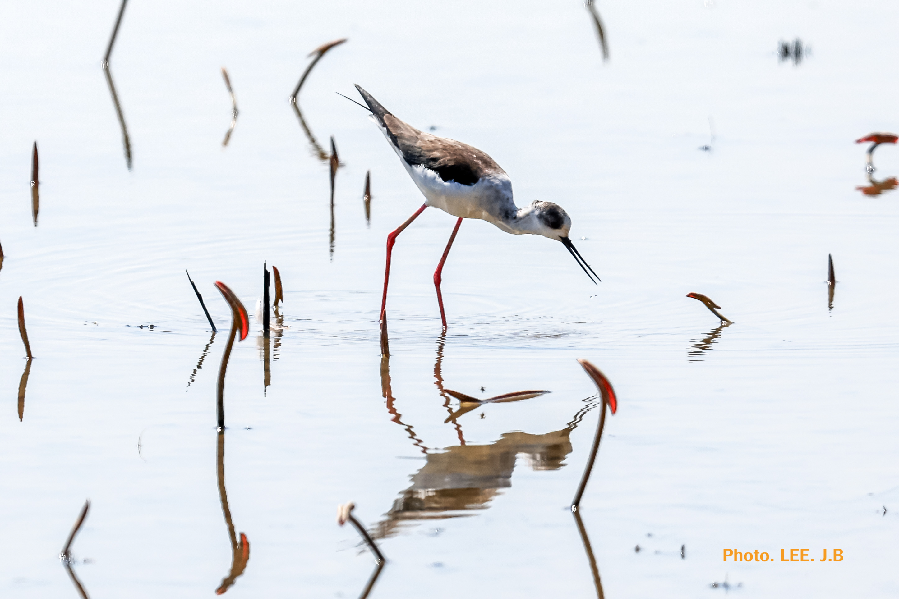 20250411-주남저수지 (23).JPG