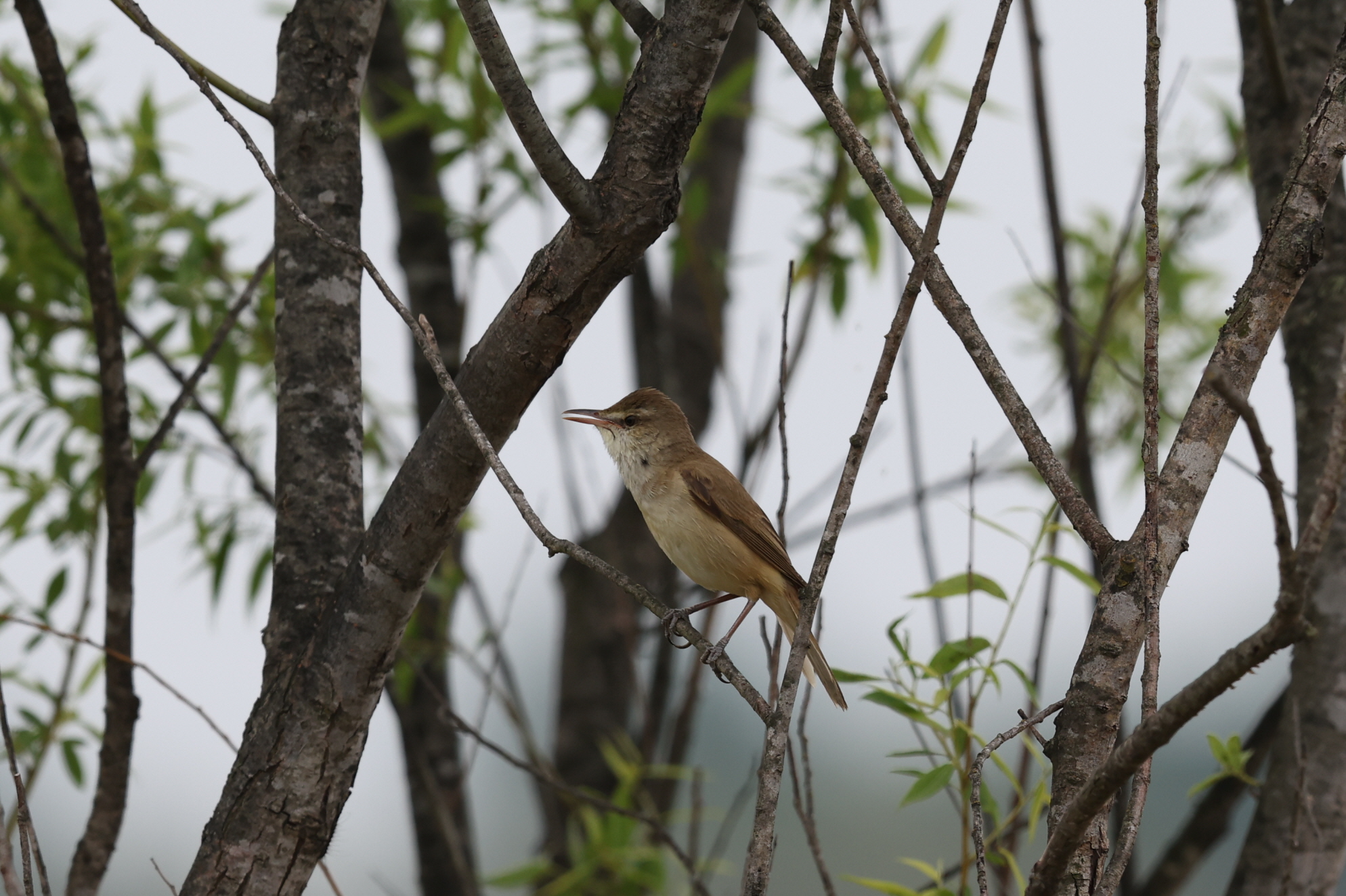 20250511-주남저수지 (11).JPG