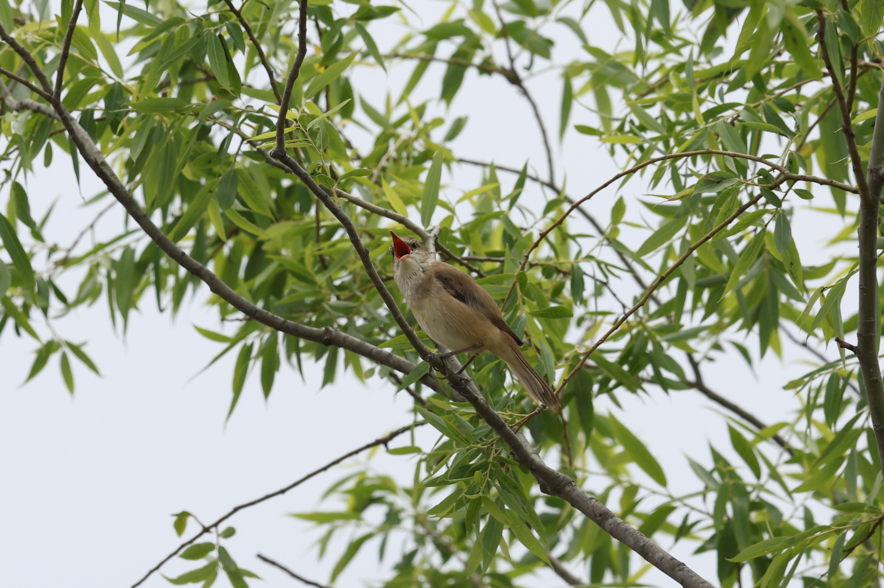 20250511-주남저수지 (7).JPG