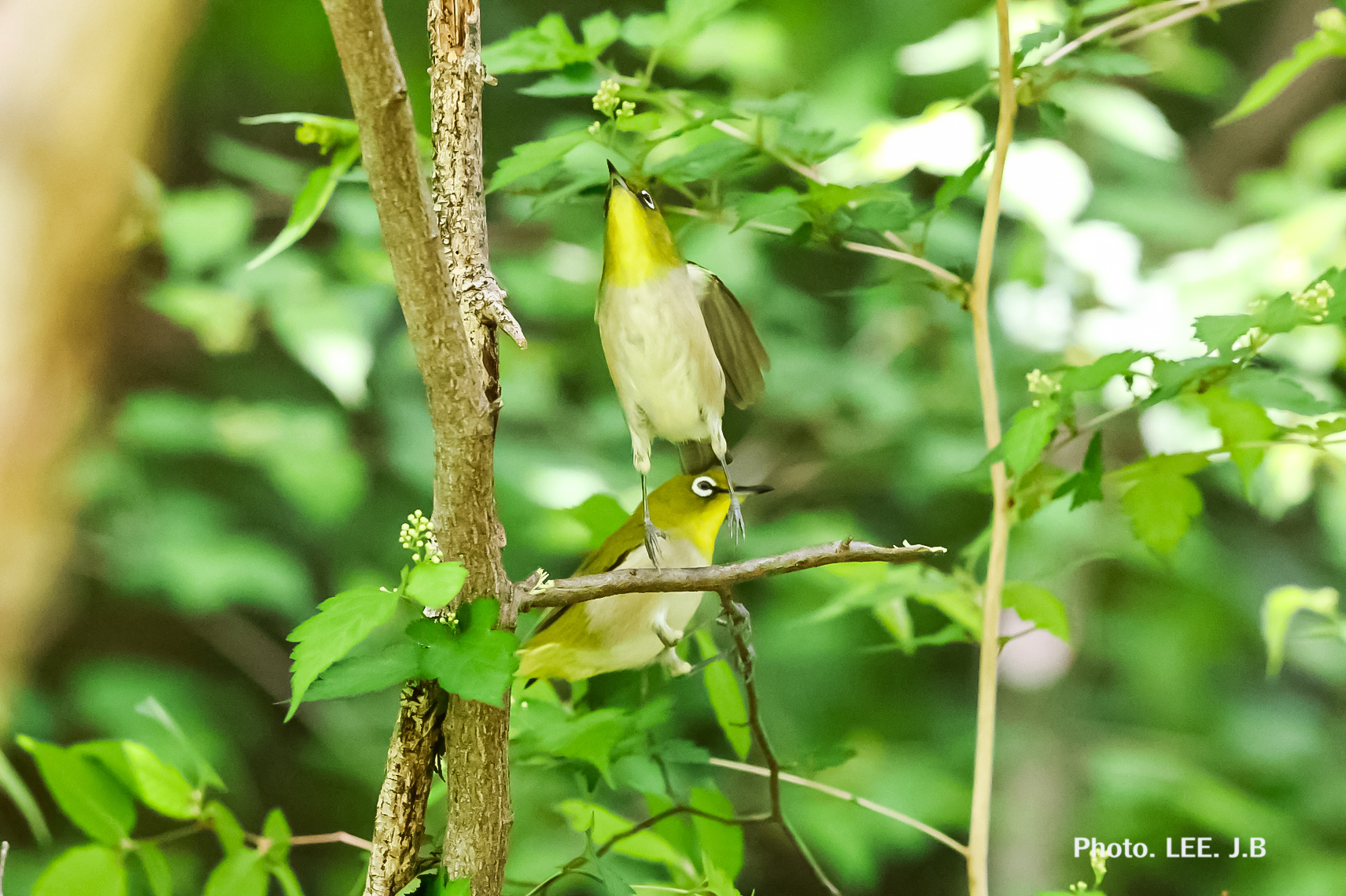 20250504-신불산 (7).JPG