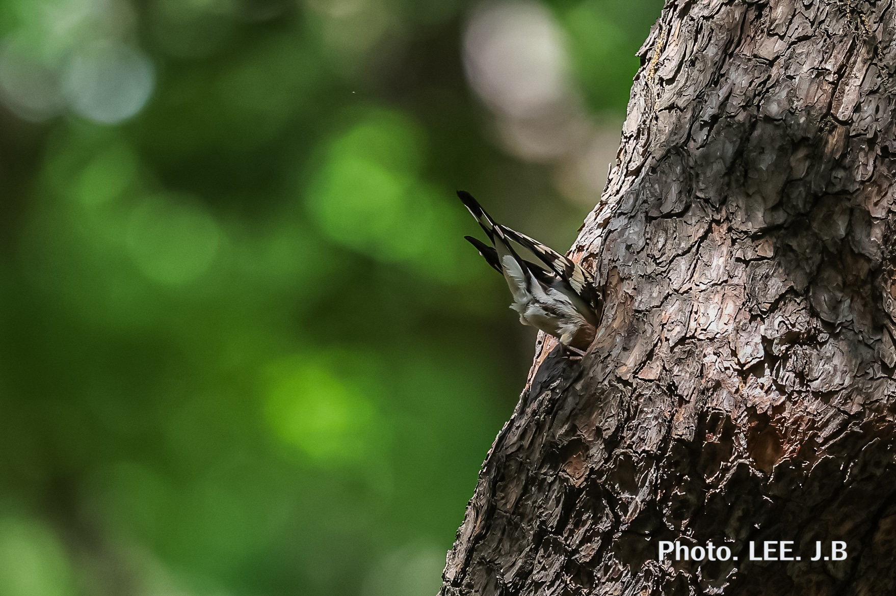 20250505-황성공원 (25).JPG