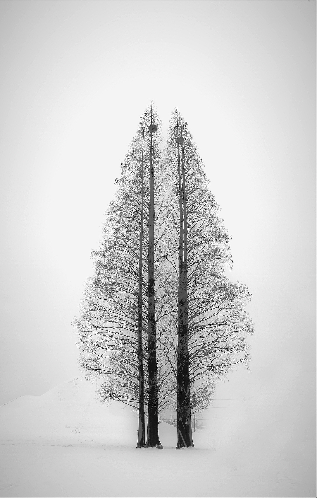 큰나무_MG_5850 (2).JPG