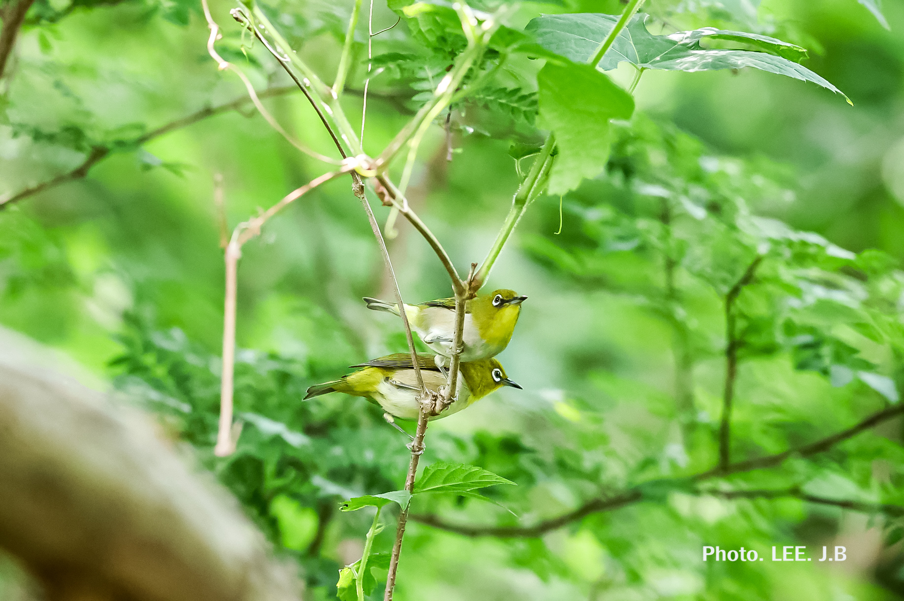 20250525-신불산 (9).JPG